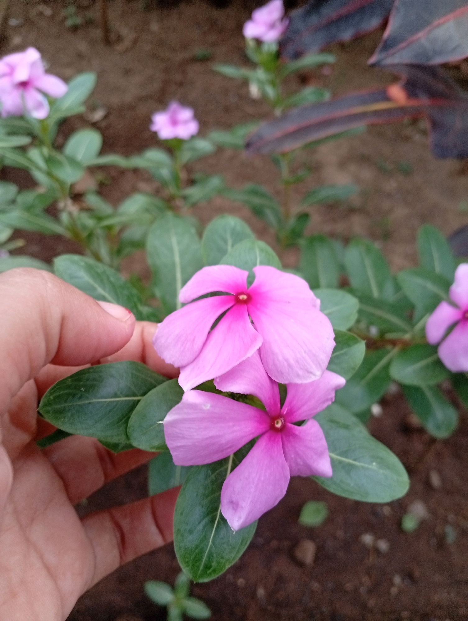 A close-up shot shows a hand gently touching the petals of a bright pink Vinca flower in Gebang, Indonesia. The flower has five petals and a darker pink center. Several other Vinca flowers and green leaves are visible in the background, along with reddish-brown soil. A dark plant with elongated leaves is also present in the upper right portion of the frame. The lighting is natural, suggesting an outdoor setting.