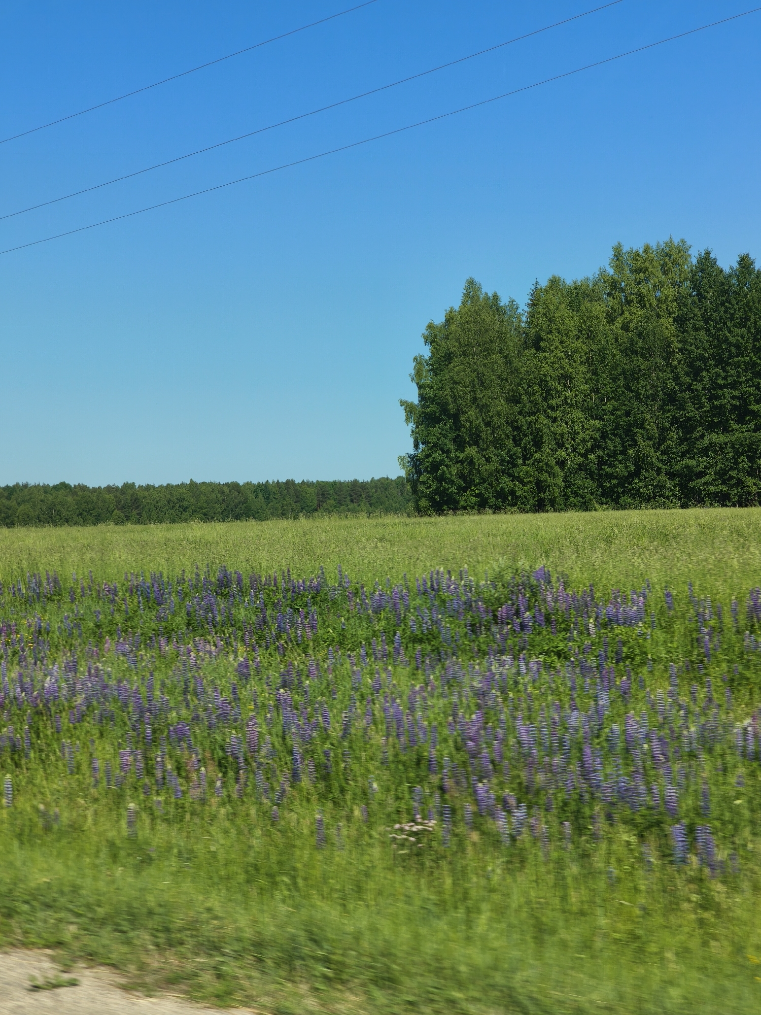 A wide-angle, slightly blurry outdoor shot depicts a vibrant green field under a clear blue sky in Makaryev, Russia. In the foreground, a dense patch of purple lupine flowers stretches across the field, their tall spikes creating a textured carpet of color. The middle ground is a vast expanse of green grass, dotted with more scattered lupines. Beyond the field, a line of lush green trees forms a natural border, with a taller cluster of birch trees on the right side of the frame. Three thin, dark wires are stretched horizontally across the upper portion of the sky, suggesting the presence of power lines. The overall impression is one of a peaceful rural landscape on a sunny day.