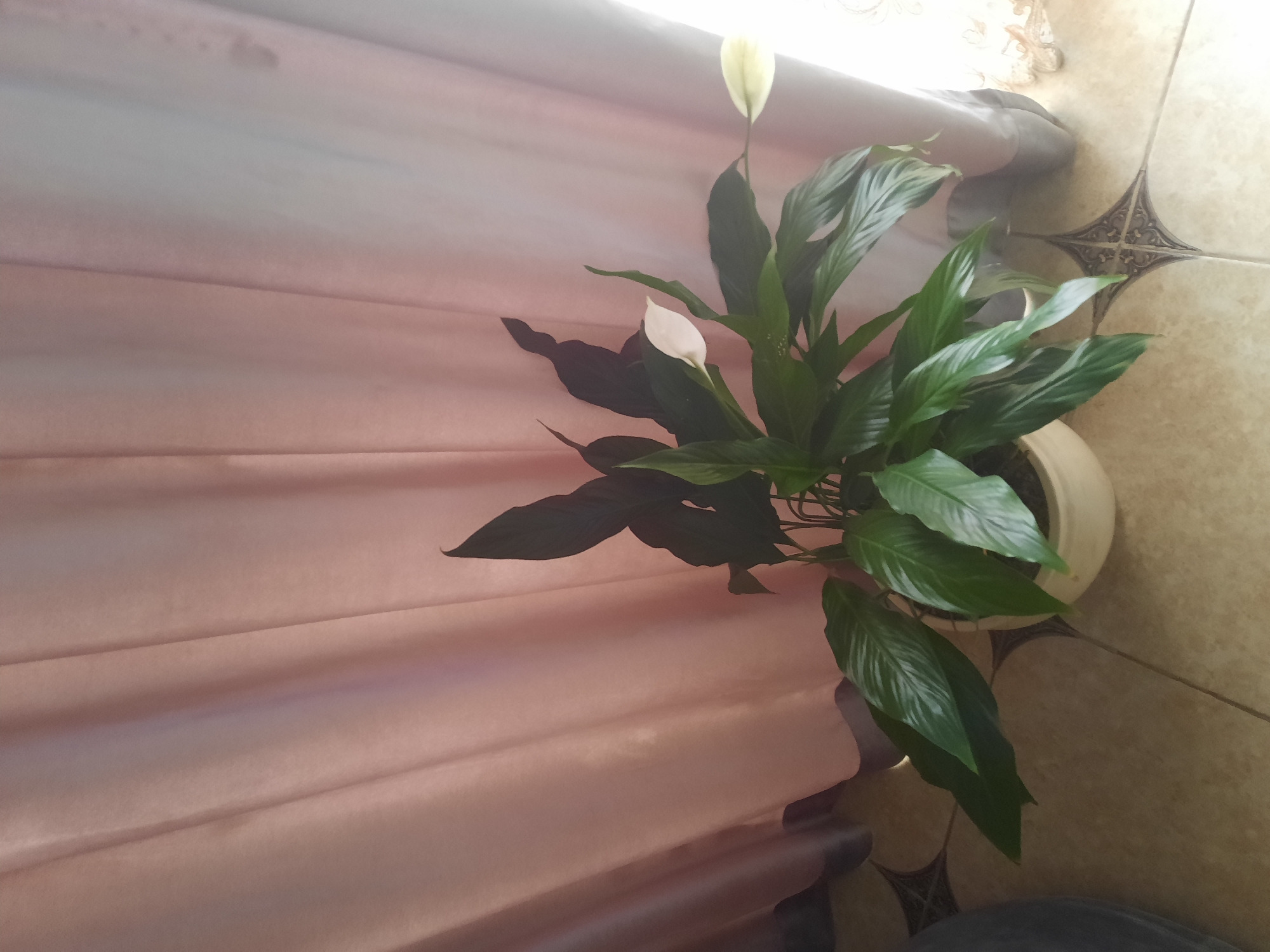The image shows a potted peace lily plant with two white blooms and lush green leaves. The plant is positioned on a tiled floor, with a cream-colored pot visible. Behind the plant, a section of light pink curtains is draped, creating a soft backdrop. Sunlight streams in from the top right, illuminating the scene and casting shadows from the plant onto the curtains. The lighting suggests it could be daytime. The tiles on the floor have a patterned design, with a diamond motif in a darker shade against a lighter, sandy-toned background. A dark, blurred object, possibly a piece of furniture or clothing, is visible at the bottom edge of the frame. The overall setting appears to be indoors, likely in a home. There is no visible text in the image.