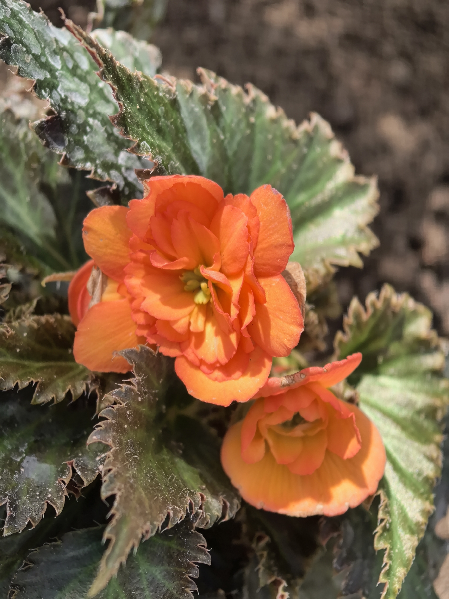 The image shows a close-up of two orange begonia flowers surrounded by textured leaves. The leaves are green with darker veins and jagged edges. The background is blurred, suggesting it may be soil or other garden material. There is no indication of the location in the city of Perm, Russia, in the image.
