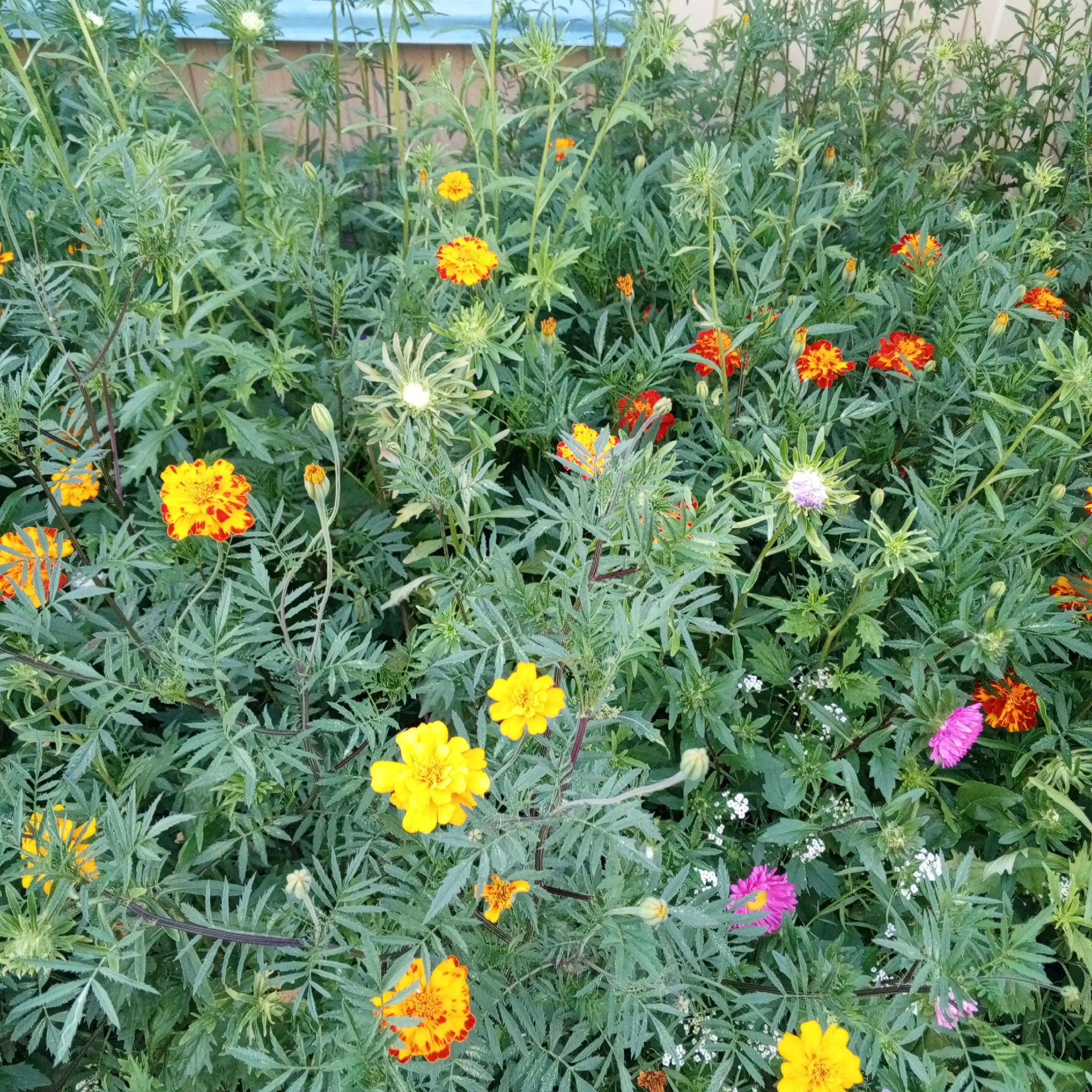 The image shows a dense bed of marigolds and other flowering plants, primarily in shades of yellow, orange, and pink. The foliage is a deep green and appears somewhat wet, possibly from dew or recent watering. Several flowers are in full bloom, while others are still in bud or wilting. The background consists of a light-colored, textured surface, possibly a fence or wall, and some greenery. The scene is outdoors, suggesting a garden or park setting. There are no people or animals visible in the image. The location is identified as Sayanogorsk, Russia, a city known for its aluminum plant and located in the Republic of Khakassia.