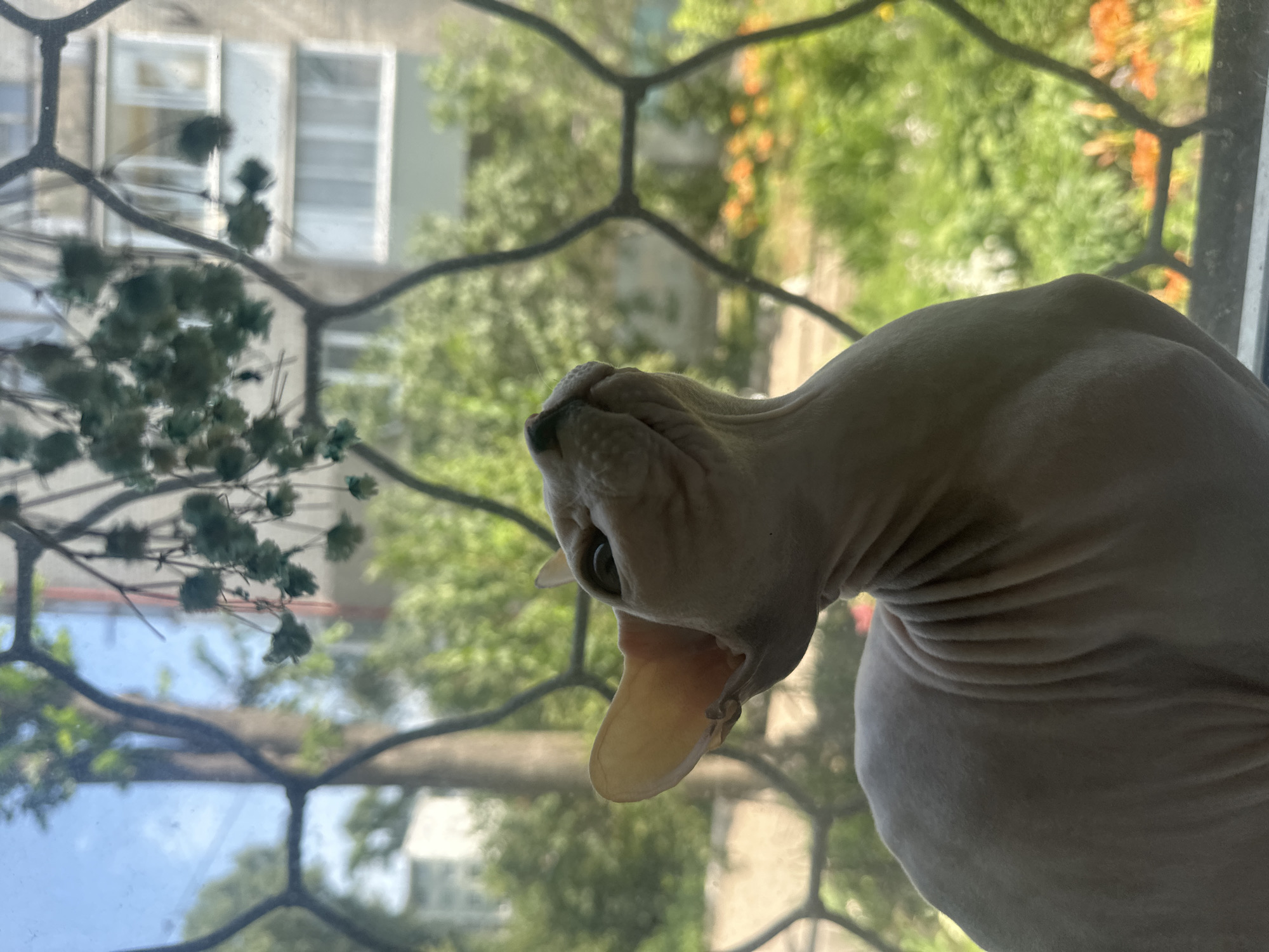 A sphynx cat is looking up and to the right, through a window with a decorative metal grate. Outside the window, a building with multiple windows is visible, along with green trees and some orange flowers. The scene is lit by sunlight. The location is the city of Togliatti, Russia.