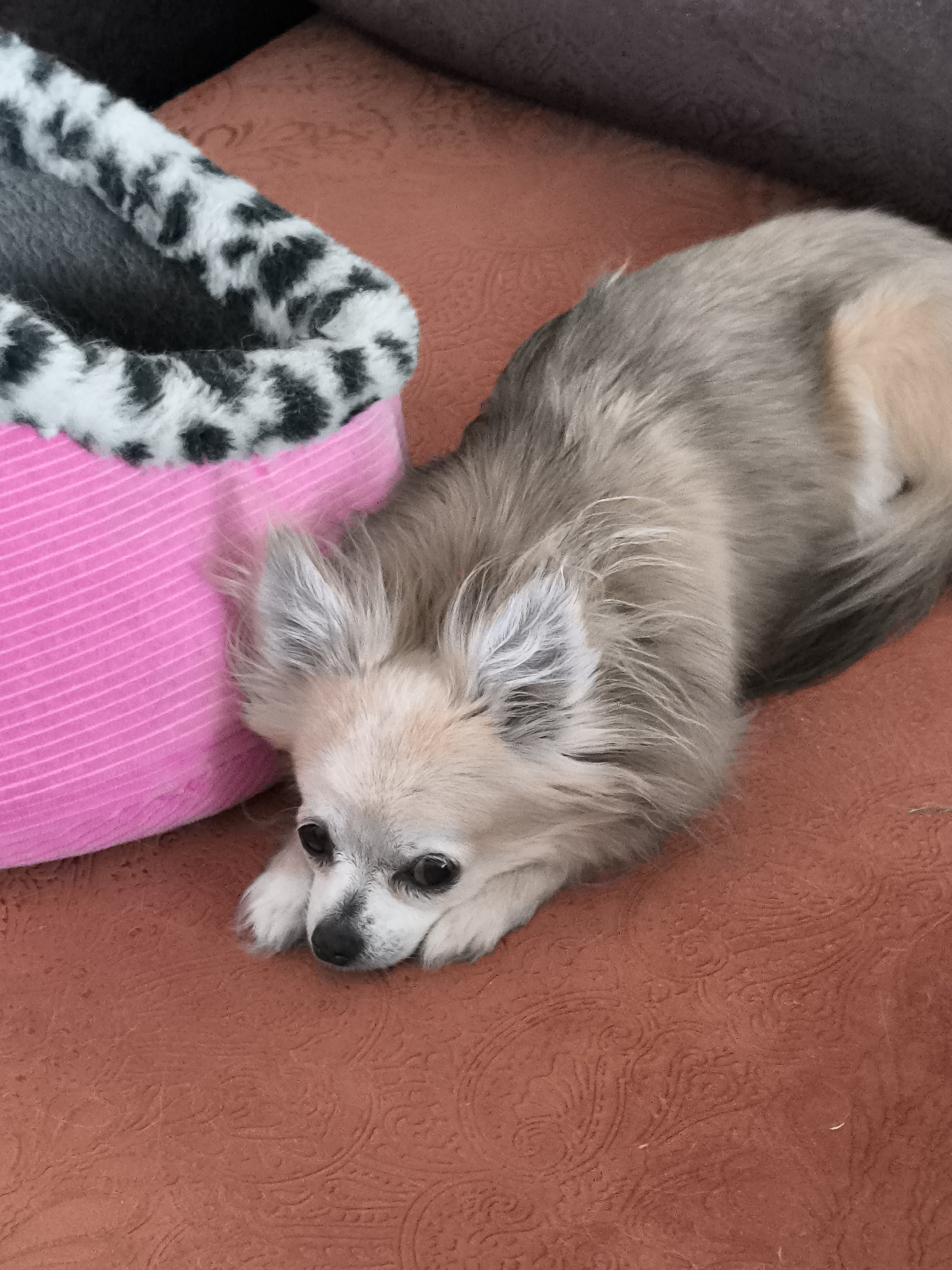 A small, long-haired dog with tan and grey fur is lying down on a reddish-orange couch next to a pink pet bed with a black and white spotted lining. The dog's head is resting on its paws, and its eyes are looking down. The pet bed is partially visible on the left side of the image. The couch has a textured pattern. The scene appears to be indoors. There is no information or visual cues within the image to suggest a location in Klaipėda, Lithuania.