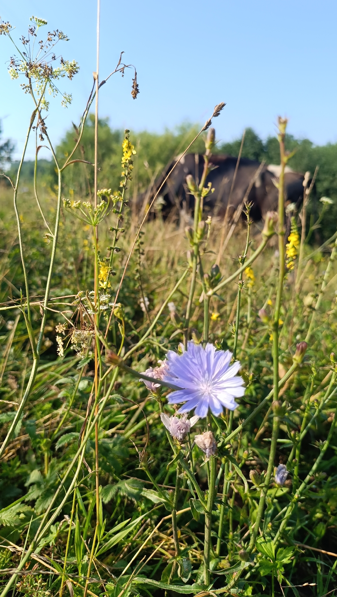 In a field of tall green grass and wildflowers, a single purple chicory flower blooms in the foreground. Beyond the flower, out of focus, are the dark forms of several cows grazing. The sky above is a clear, bright blue. The scene is set on a sunny day in a rural area.