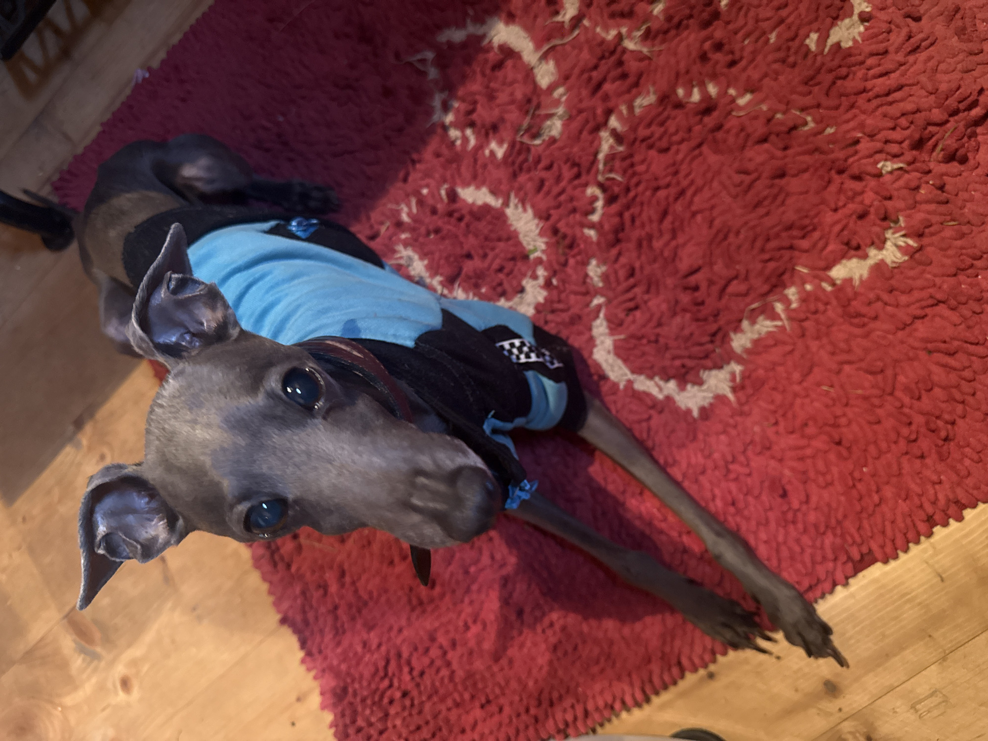 An Italian Greyhound dog, predominantly grey in color, is positioned on a red shag rug with a patterned design. The dog is wearing a blue and black garment. Its front paws are extended forward, and its head is turned towards the camera. The background consists of a wooden floor. There is no indication that this scene is located in Lyady, Russia.