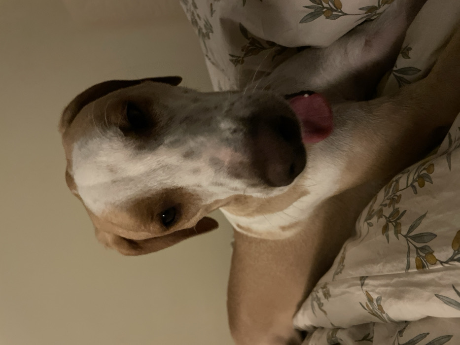 A tan and white dog rests comfortably beneath floral-patterned bedding, its head tilted towards the camera. The dog's tongue is partially visible, giving the impression of a playful or relaxed demeanor. One ear is brown while the other is hidden, its eyes dark and peering forward. The scene suggests a cozy indoor setting, emphasizing the animal's comfort and contentment.