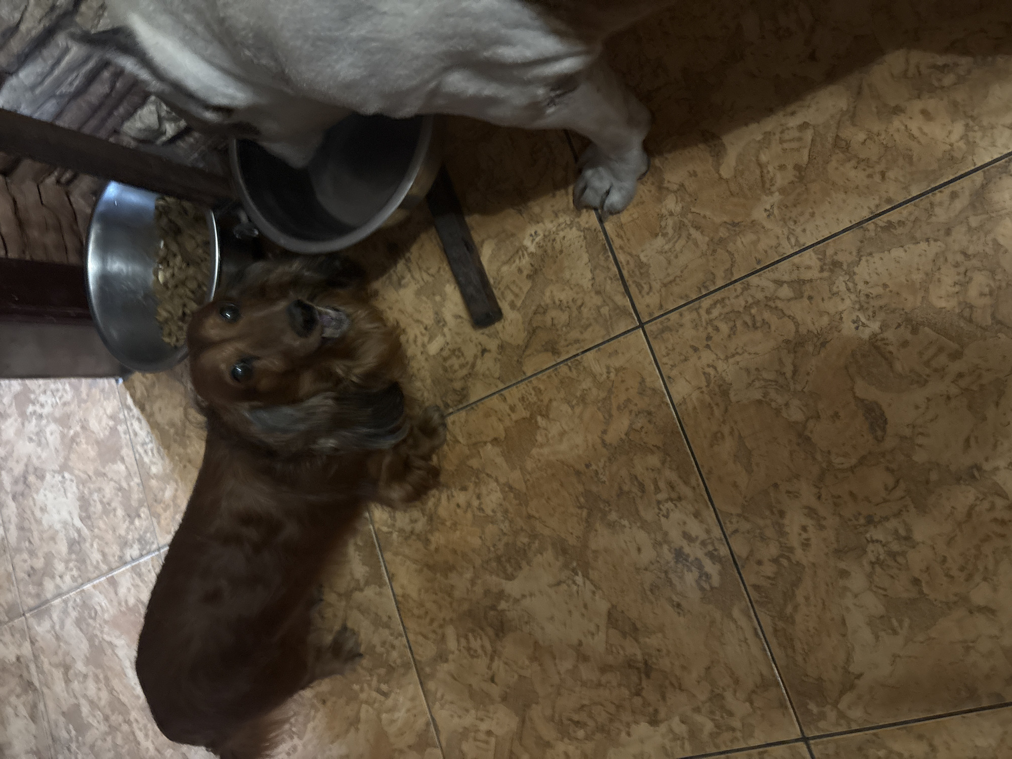 The image depicts an indoor scene featuring two dogs and their feeding bowls on a patterned tiled floor. In the upper portion, a large, light-colored dog, possibly white or light grey, is partially visible, showing its lower body and a front paw resting on the floor near a metal feeding bowl. Its head is out of frame. Below and to the left, a smaller, long-haired brown dog, resembling a Dachshund or similar breed, is lying down and looking upwards with an attentive gaze. Next to the smaller dog is another metal bowl containing dry kibble.
The floor is covered with brown and beige mottled tiles, with dark grout lines forming a grid pattern. A dark, rectangular object, possibly a piece of wood, lies on the floor between the two dogs. A wooden structural element, perhaps a table or chair leg, is partially visible on the far left edge of the frame. The lighting appears to be artificial and somewhat dim, suggesting an indoor domestic setting. No specific time of day is discernible, and there is no visible text. The location context provided is Krasnoyarsk, Russia.
