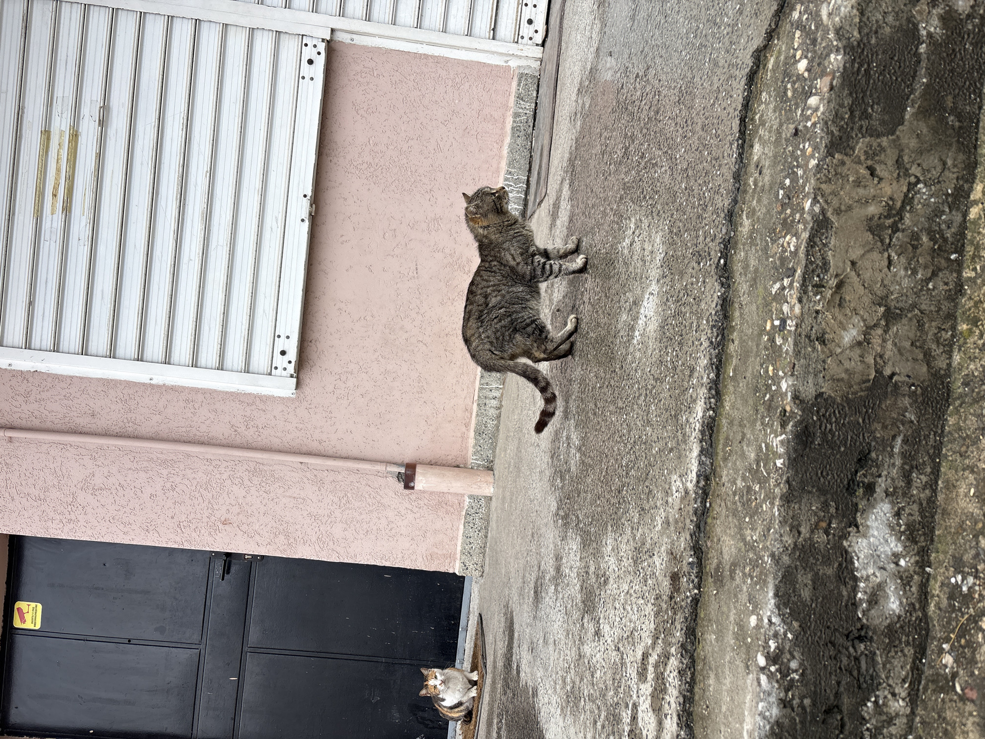 A gray tabby cat is standing on a gray concrete surface, looking up. Adjacent to the cat is a pink stucco wall with a white roll-up door at the top and a black door at the bottom. A second cat, calico, is sitting by the black door. The location is Gorna Oryahovitsa, Bulgaria.
