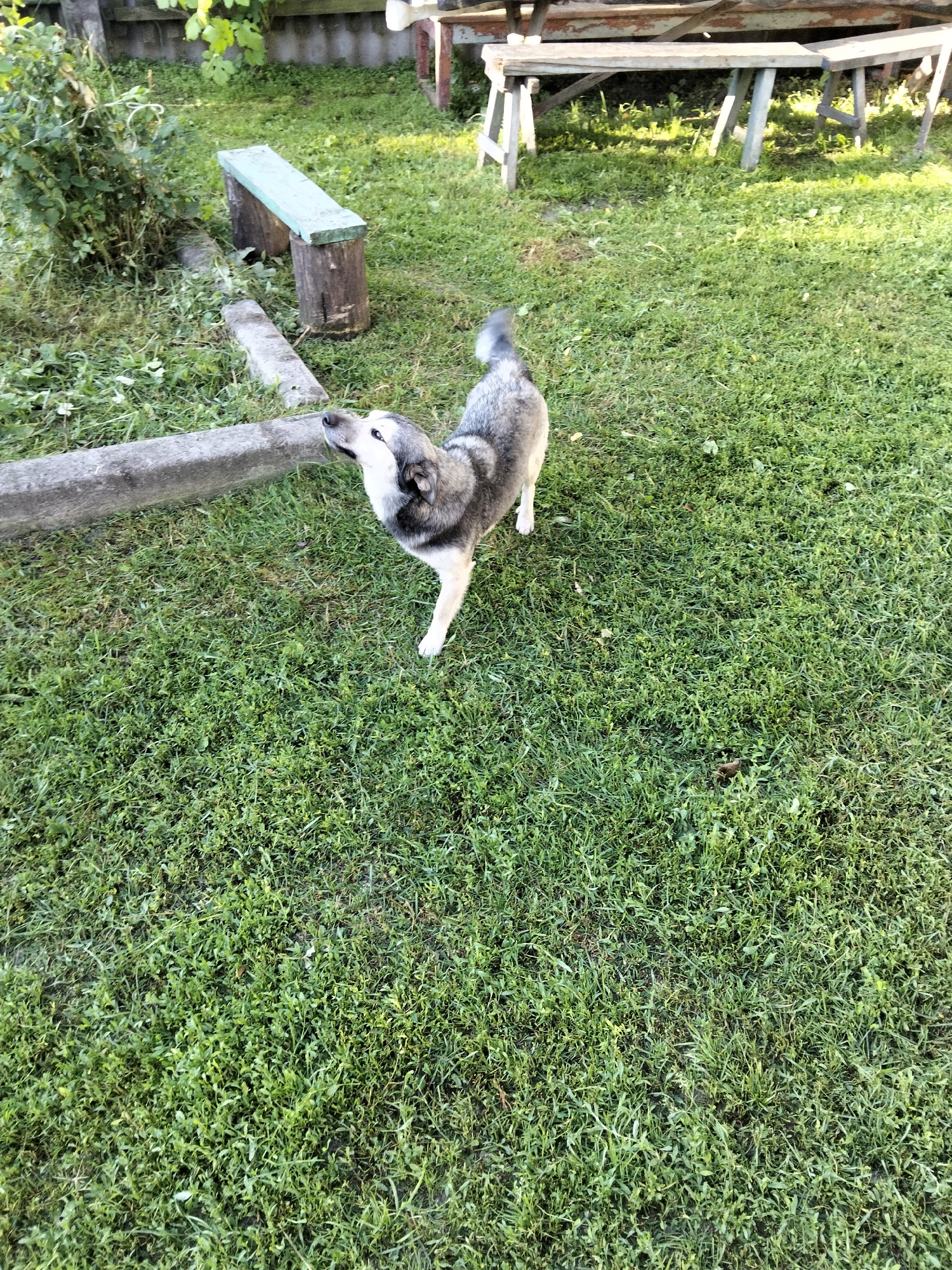 A medium-sized, gray and white dog stands in a grassy yard in Kliushnykivka, Ukraine. The dog is facing to the left, with its head tilted up as if looking at something off-camera. Its body is partially obscured by a rough-hewn wooden log that lies on the ground. In the background, there is a wooden bench with green planks, a fence, and part of a wooden structure with tables and benches. The grass is green and appears to be well-maintained. The lighting suggests it is daytime, possibly late afternoon due to the shadows.