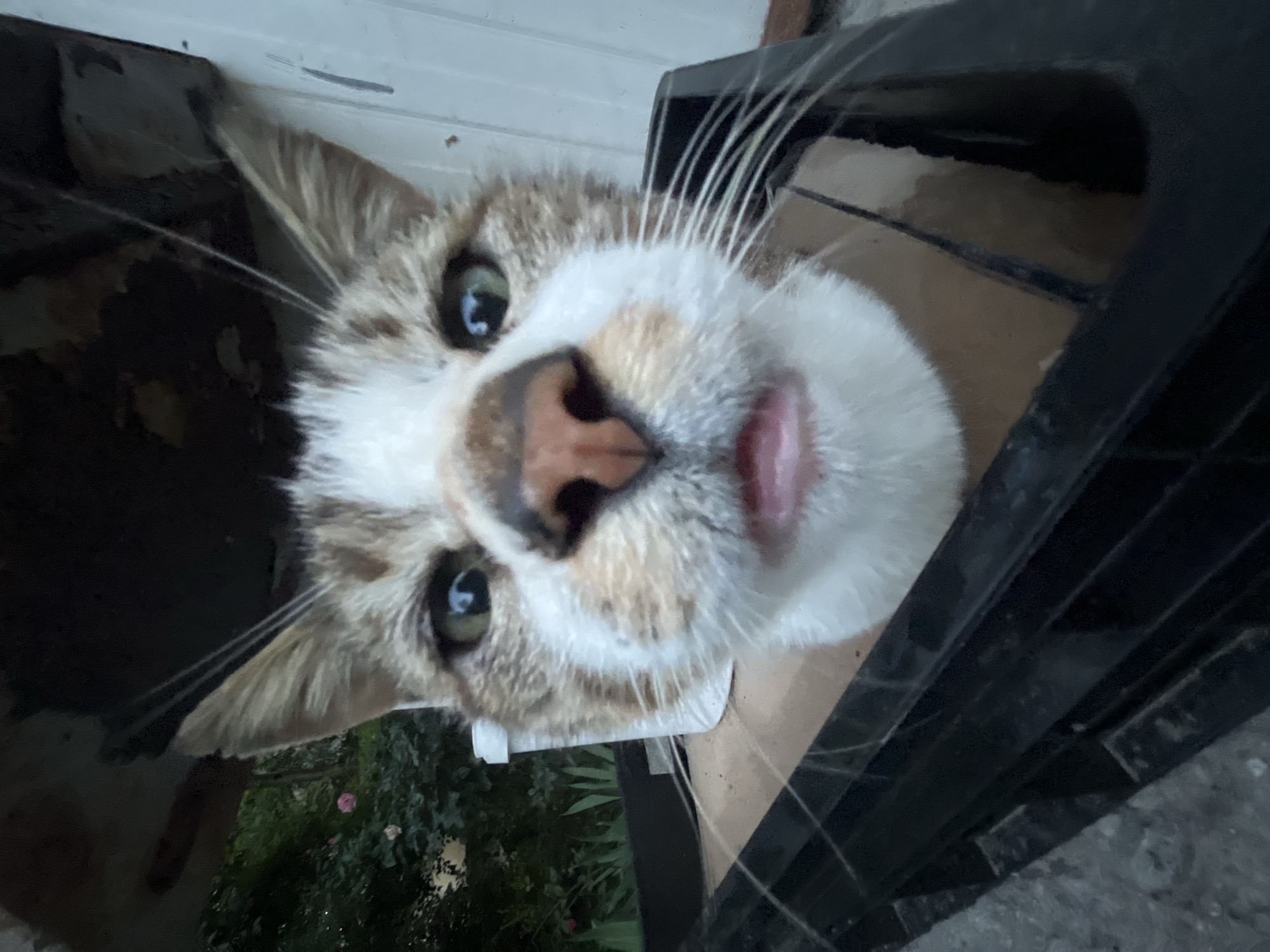 The image presents a close-up, rotated portrait of a domestic cat, likely a tabby with prominent white markings on its face, chin, and chest. The cat has striking green eyes with dilated pupils, looking directly into the camera with an inquisitive expression. Its pinkish-brown nose is visible, and its pink tongue is slightly extended, giving the impression of curiosity or a moment caught mid-lick. Long, white whiskers fan out from its muzzle.
The cat appears to be peeking through or over a dark, possibly black, slotted structure, which occupies the right and bottom-right sections of the frame. This structure could be part of a crate, a fence, or a window frame. There are also white, possibly paper or plastic, strips visible around the cat's lower face, suggesting it is positioned within a narrow opening.
In the background, to the left of the cat, blurred green foliage is discernible, featuring hints of pink flowers, likely roses, which indicates an outdoor garden or natural environment. The upper background is a lighter, indistinct surface, possibly a wall or ceiling. The overall lighting is soft and diffused, lacking harsh shadows, which, along with the cat's dilated pupils, suggests it may be early morning, late afternoon, or an overcast day. No visible text is present in the image. The setting is in Shumen, Bulgaria.