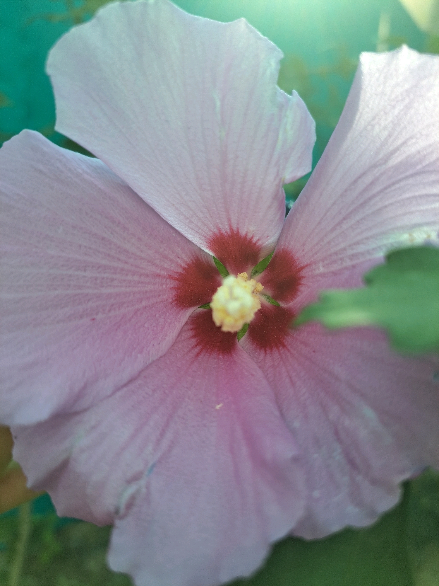 This is a close-up, high-angle shot of a light pink hibiscus flower in Vypasne, Ukraine. The flower's petals are wide and delicate, with a dark red center. A bright yellow stamen is visible in the middle of the flower. The background is a blurry teal, possibly a wall or fence, with some green foliage on the right side of the image. The lighting suggests it is daytime, with a bright light source creating a slight glare in the upper right corner.