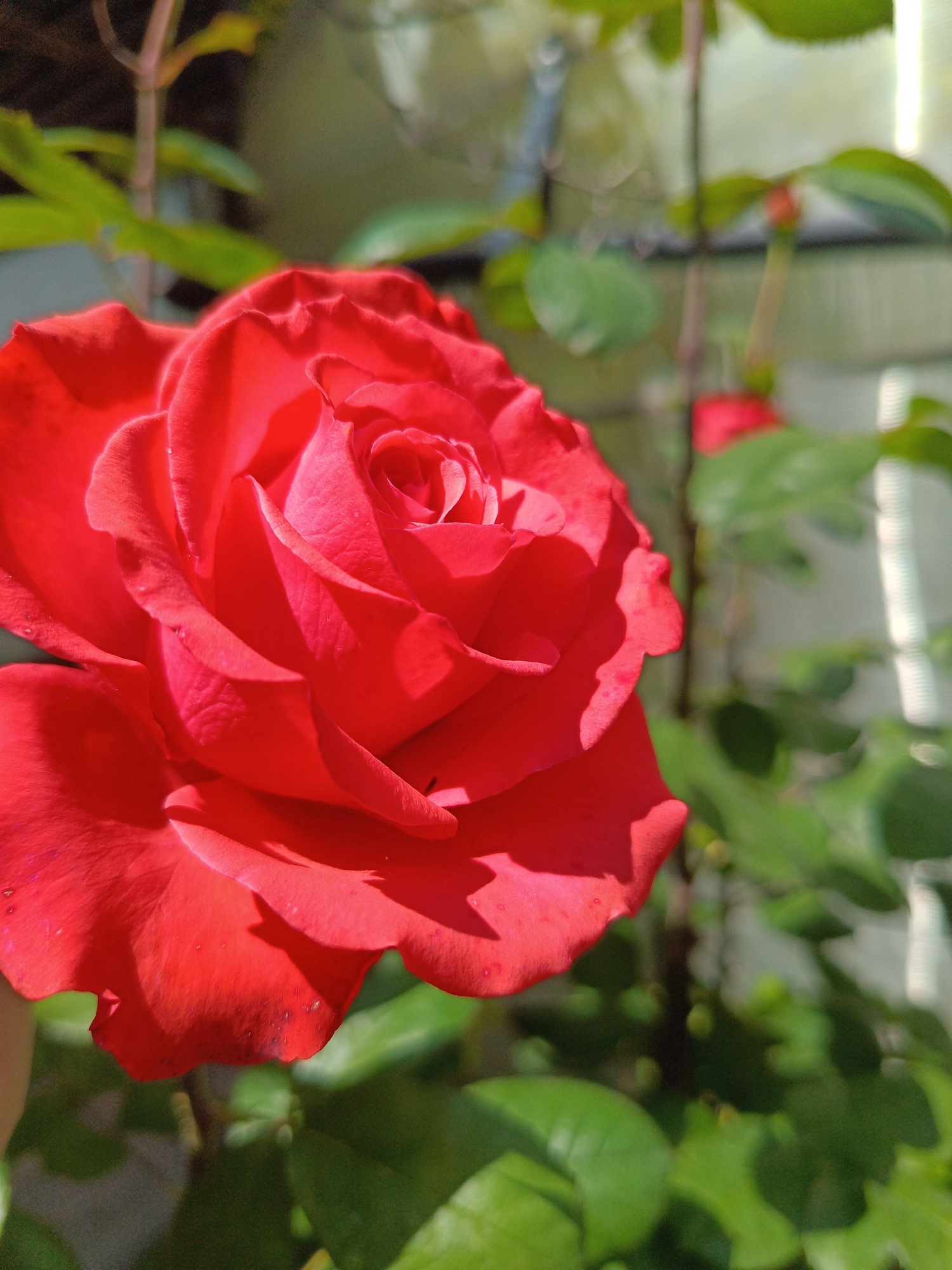 This is a close-up, outdoor, eye-level shot of a vibrant red rose in full bloom. The rose is the dominant subject, occupying the left and central portions of the frame. Its petals are intricately layered, with delicate folds and a soft, velvety texture. Small droplets of water are visible on some of the petals, suggesting recent rain or dew. The rose is positioned in the foreground, with its leaves and stem providing a natural backdrop.
The background is softly blurred, creating a shallow depth of field that emphasizes the rose. To the right of the rose, green leaves are visible, some of them catching the sunlight. A thin, vertical stem with small buds is also present. Further in the background, a blurred light-colored structure, possibly a wall or fence, can be discerned, with vertical lines suggesting some sort of framing or texture. The lighting suggests it is daytime, likely morning or late afternoon, due to the warm sunlight casting soft shadows. The overall mood is serene and natural, highlighting the beauty of the rose. There is no text visible in the image.
