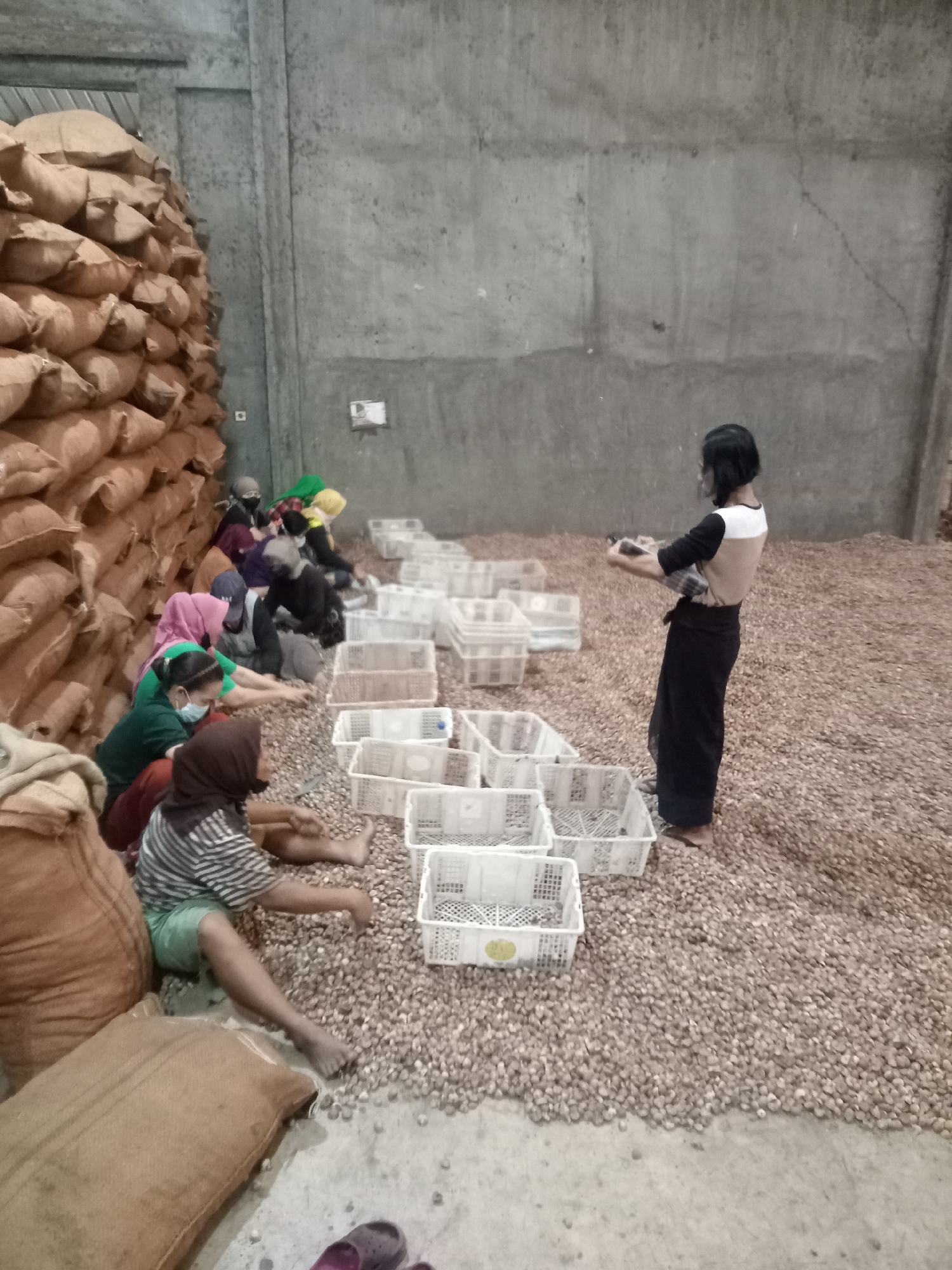 In a warehouse setting in Paya Geli, Indonesia, several individuals are seated on a floor covered with small, pebble-like objects, possibly agricultural products. A large stack of burlap sacks is visible on the left side of the image, suggesting storage of bulk goods. White plastic crates are arranged on the floor, some empty and others filled with the same pebble-like objects. A woman, dressed in a black skirt and a two-toned shirt, stands to the right, holding what appears to be a mobile phone. The walls of the warehouse are rough concrete, with some visible cracks and staining. The overall atmosphere is one of manual labor and processing.