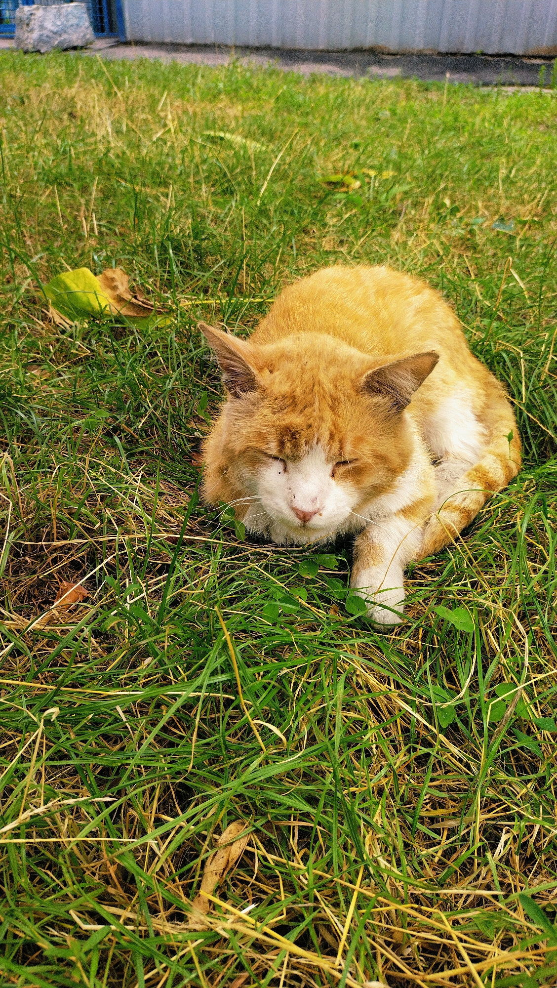 An orange and white cat is resting in green grass in front of a light-colored building with blue accents. The cat's eyes are closed, and it appears to be sleeping. There are a few dead leaves scattered in the grass. The building in the background looks like it could be an industrial building or a facility. The scene is likely outdoors, in an urban or suburban area.