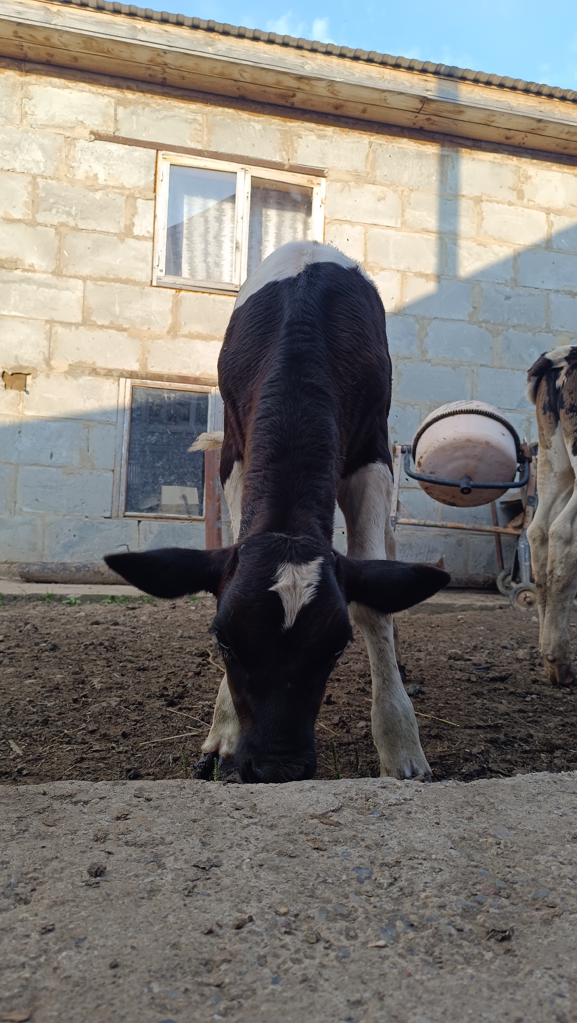 In an outdoor enclosure, a black and white calf with its head lowered to the ground is the central subject. The calf is facing away from the camera, with its back and neck prominently visible. The animal has a white star-shaped marking on its forehead. The ground appears to be a mix of dirt and gravel. In the background, a light-colored, cinder block building with two windows is visible. One window is to the left, and the other, with a wooden frame, is to the right. A cement mixer with a white drum is positioned to the right of the calf. Another calf, partially visible, stands in the background to the far right. The sky above is a clear blue with some clouds. The scene is not in the city of Karsha, Russia; it is an unspecified rural or farm location.