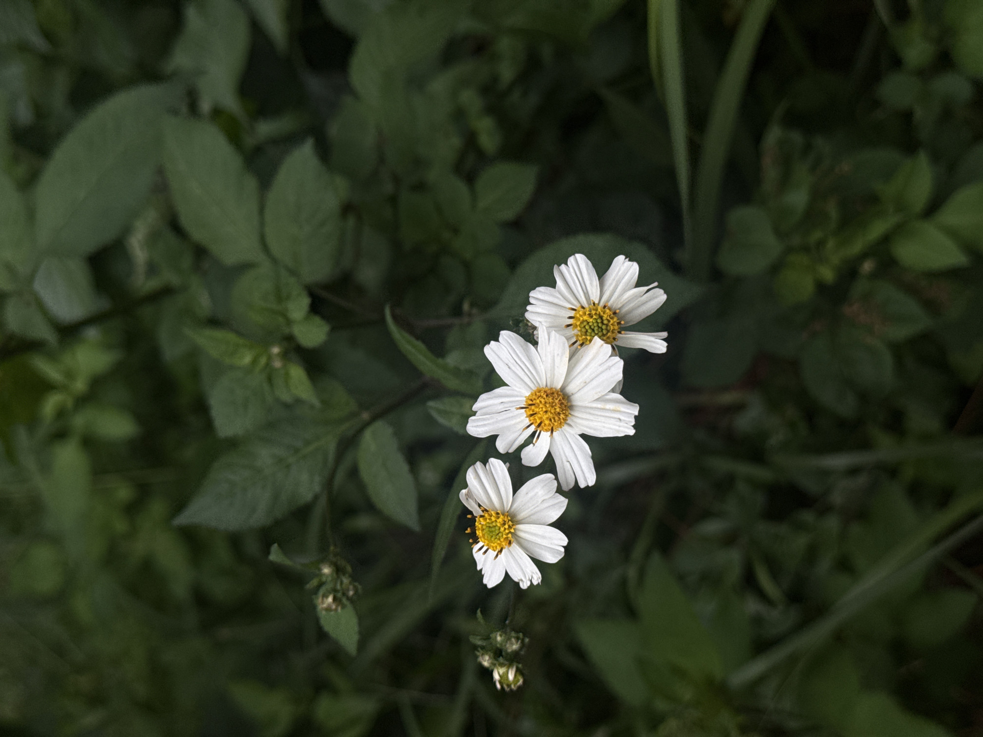 Three white daisies with yellow centers are in focus against a dark green, leafy background. The daisies are positioned in the lower-left quadrant of the image, with one slightly above and to the right of the other two. Small buds are visible to the left of the flowers. The environment appears to be a natural setting, possibly a garden or roadside in the rural area of Đạ Cháy, Vietnam, given the dense foliage. There are no people or animals present in the image.