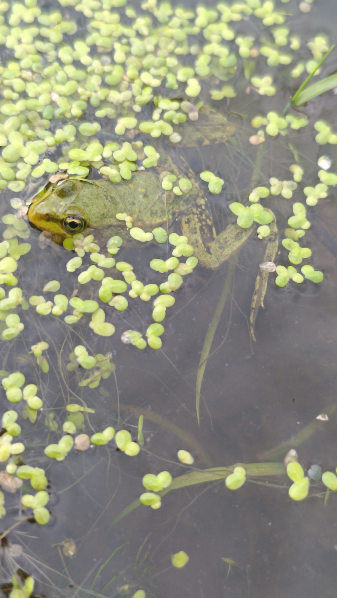 An overhead shot shows a green frog partially submerged in murky water, surrounded by small, bright green duckweed. The frog's head is turned to the left, its dark eye visible. Its body is a mottled green and brown, with visible hind legs extending into the water. Several blades of grass and other aquatic plants are present, some submerged and others breaking the surface. The water is dark and appears still, with a few small pebbles or debris visible on the bottom. The image quality is somewhat blurred, obscuring fine details. The scene is set in a natural aquatic environment.
