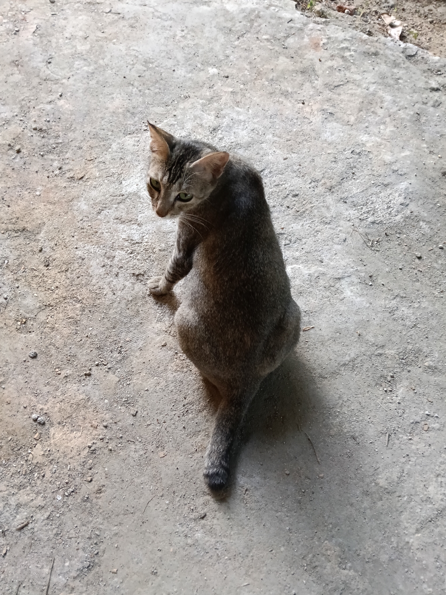 A grey tabby cat with green eyes is sitting on a concrete ground. The cat is looking over its shoulder towards the viewer, with its body partially turned away. The background is a rough, textured concrete surface with some small pebbles and debris scattered around. The lighting suggests it is daytime, with a shadow cast by the cat to its left. The cat appears alert and curious. There is no visible text in the image.