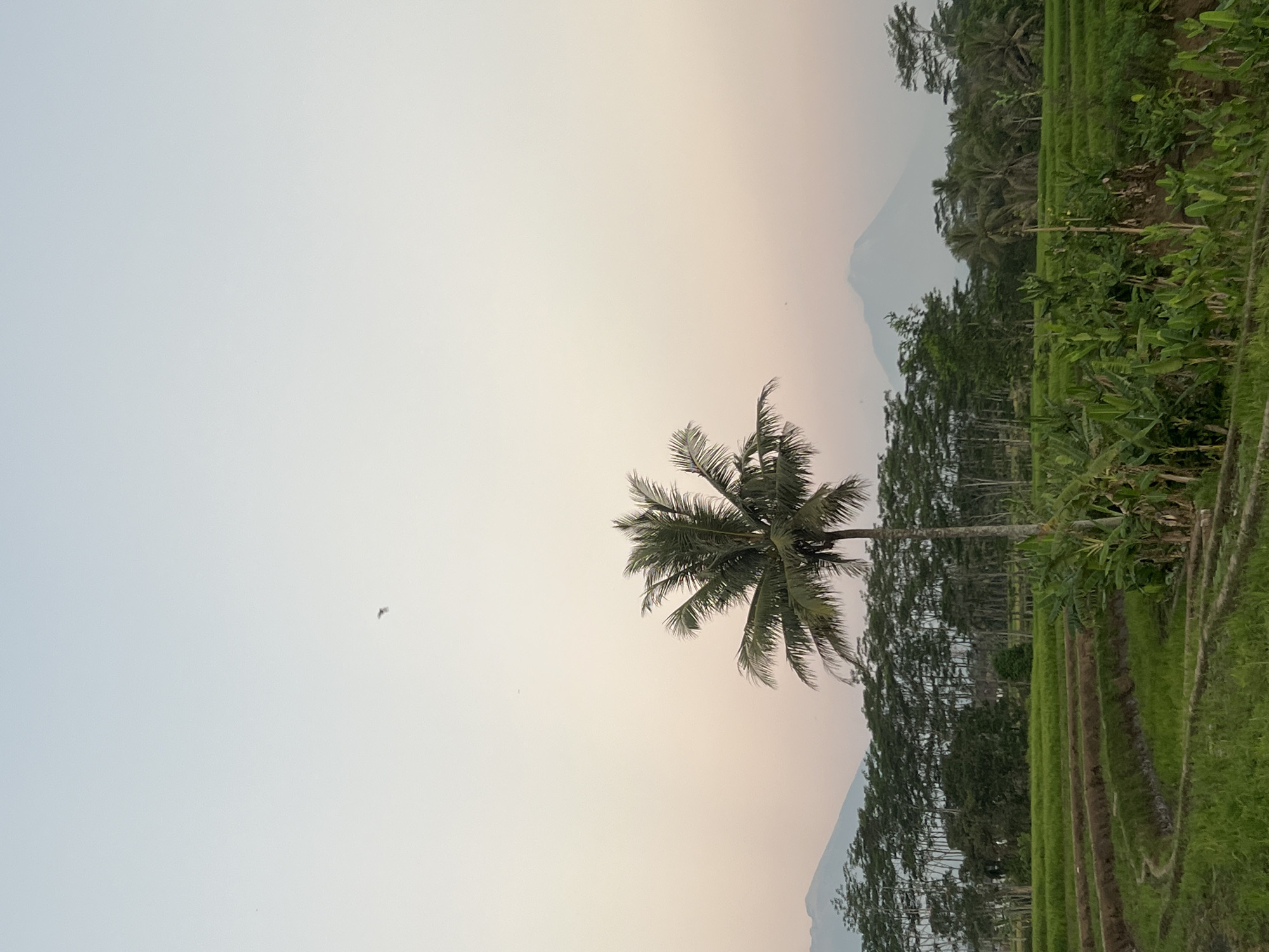 The image depicts a serene landscape in the city of Kalijoso, Indonesia. In the foreground, vibrant green rice paddies are arranged in terraced layers, with irrigation channels winding through them. Lush vegetation, including banana plants, grows alongside the fields. A solitary coconut palm tree stands tall in the middle ground, its fronds spread against the pastel sky. In the background, a dense line of trees forms a natural border, with two majestic mountains visible in the hazy distance. The sky transitions from a soft pinkish hue near the horizon to a pale blue at the top, suggesting either dawn or dusk. A single bird is seen soaring high in the sky. The overall impression is one of tranquility and natural beauty.