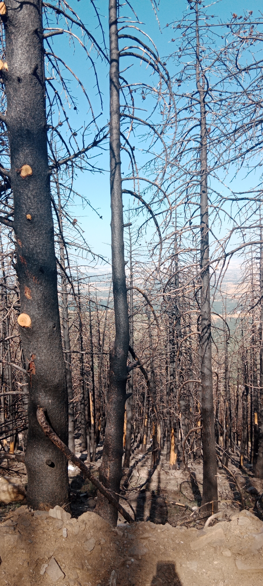 The image depicts a forest scene in Cerezo de Arriba, Spain, that has been affected by a fire. The dominant feature is the presence of numerous dead trees, their trunks and branches blackened by soot. The trees are predominantly bare, with no visible leaves or green foliage. The ground in the foreground is covered with loose soil and rocks, suggesting disturbed earth, possibly from the fire or subsequent cleanup efforts. In the background, a sparse landscape with distant vegetation is visible under a clear blue sky. The overall impression is one of devastation and the aftermath of a significant natural event.