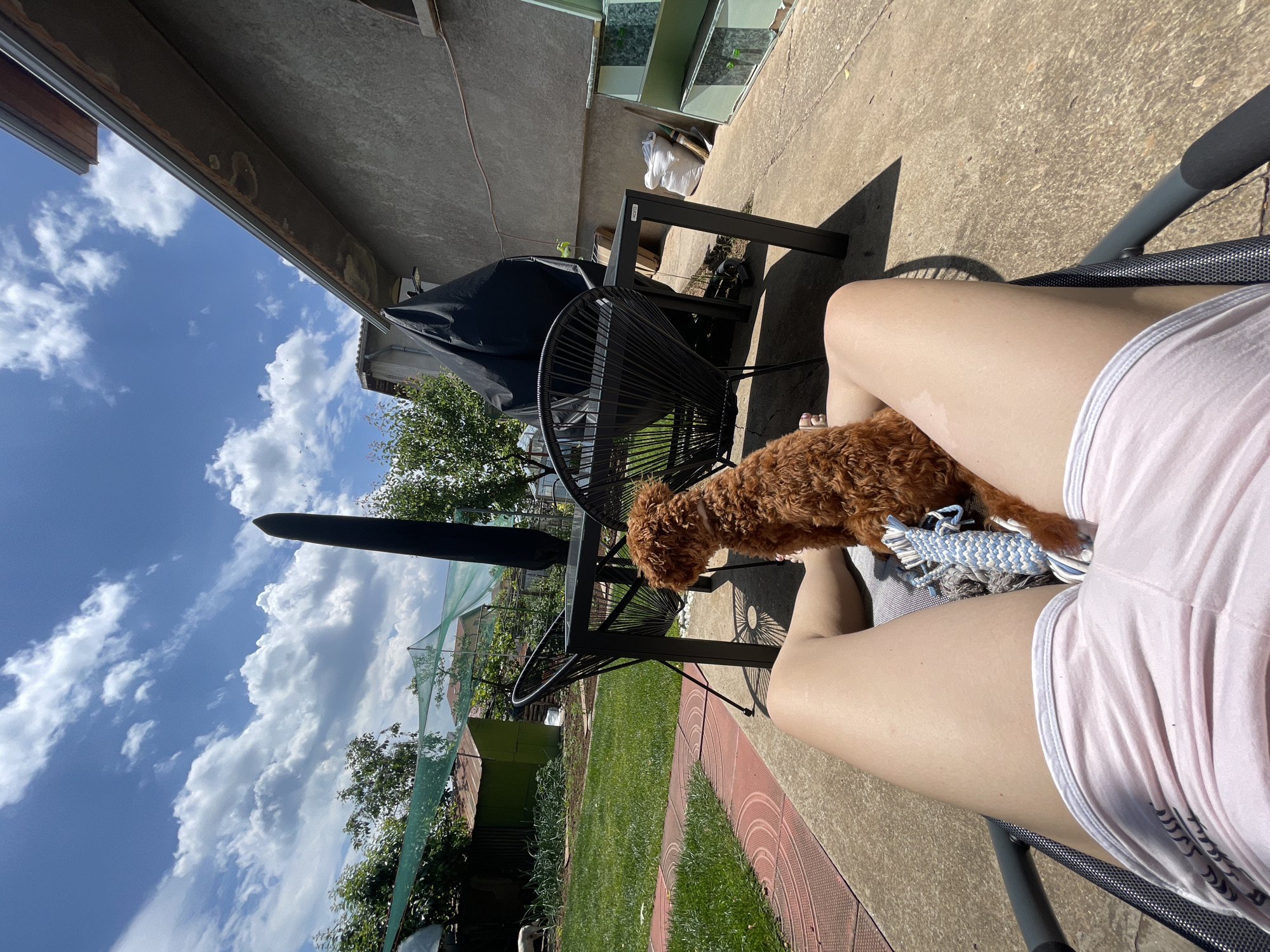 The image shows a person sitting in a patio chair outdoors on a sunny day. The person is wearing pink shorts. A small, brown poodle sits on the person's lap, resting on a blue and white dog toy. Beside the chair is a black, wire outdoor chair and a black table. Behind the chairs is a covered grill and a view of a green yard with trees and a garden area covered with a green netting. The sky above is blue with scattered clouds. The image appears to be taken from a low angle. There is no information to indicate this is in Sofia, Bulgaria.