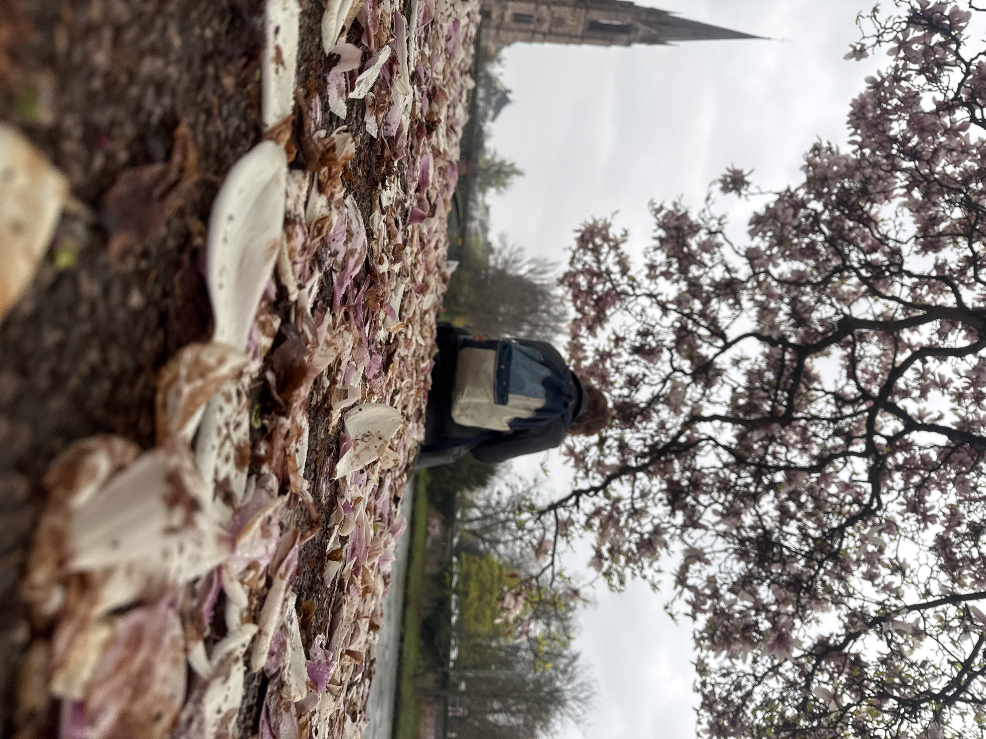 The image depicts an outdoor scene in Strasbourg, France, specifically featuring the spire of Saint-Paul Church on the left side of the background. In the foreground, a dark, granular ground is thickly covered with fallen magnolia petals, predominantly white and pink, intermingled with some brown debris. A single individual is seated in the midground, with their back to the viewer, facing towards the right. This person wears a dark jacket and a two-toned backpack, light blue and beige, positioned beneath the lower branches of a magnolia tree, which displays numerous light pink blossoms against an overcast sky. To the right of the seated person, a body of water, likely a river or canal, is visible, with trees and indistinct structures lining the opposite bank. The sky is uniformly overcast and light gray.
