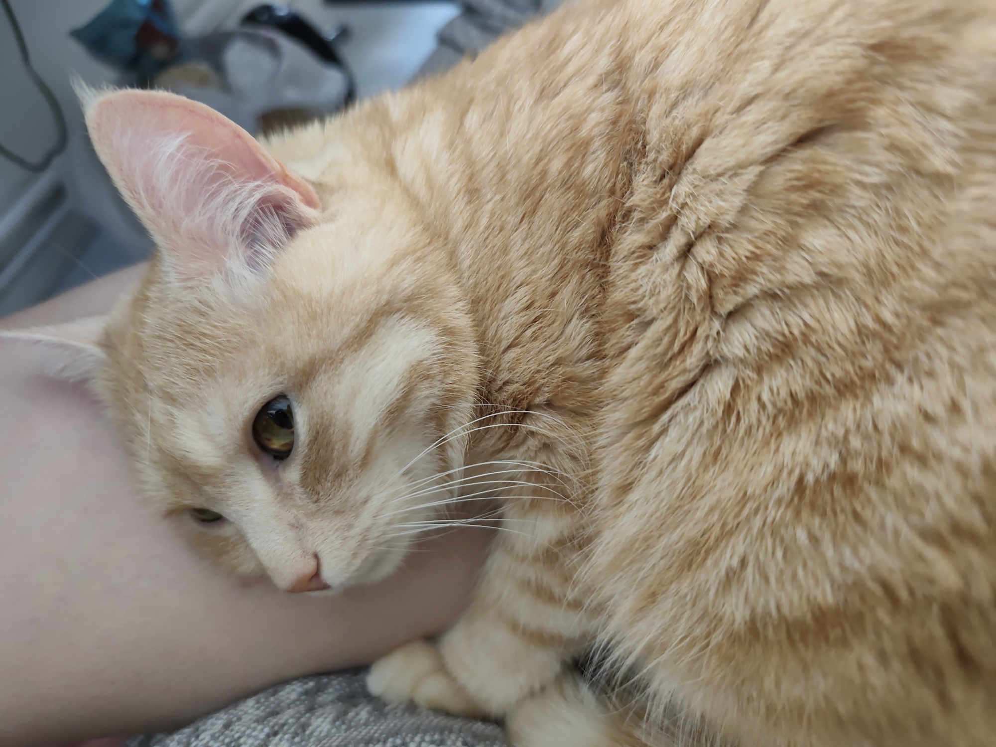 An orange tabby cat rests its head on a person's arm. The cat's fur is striped with darker orange. Its eyes are open and looking down. The person's arm is pale and smooth. The background is blurred and out of focus, with hints of furniture and other objects. The scene appears to be indoors, likely in a home. The image quality is good, with sharp focus on the cat.