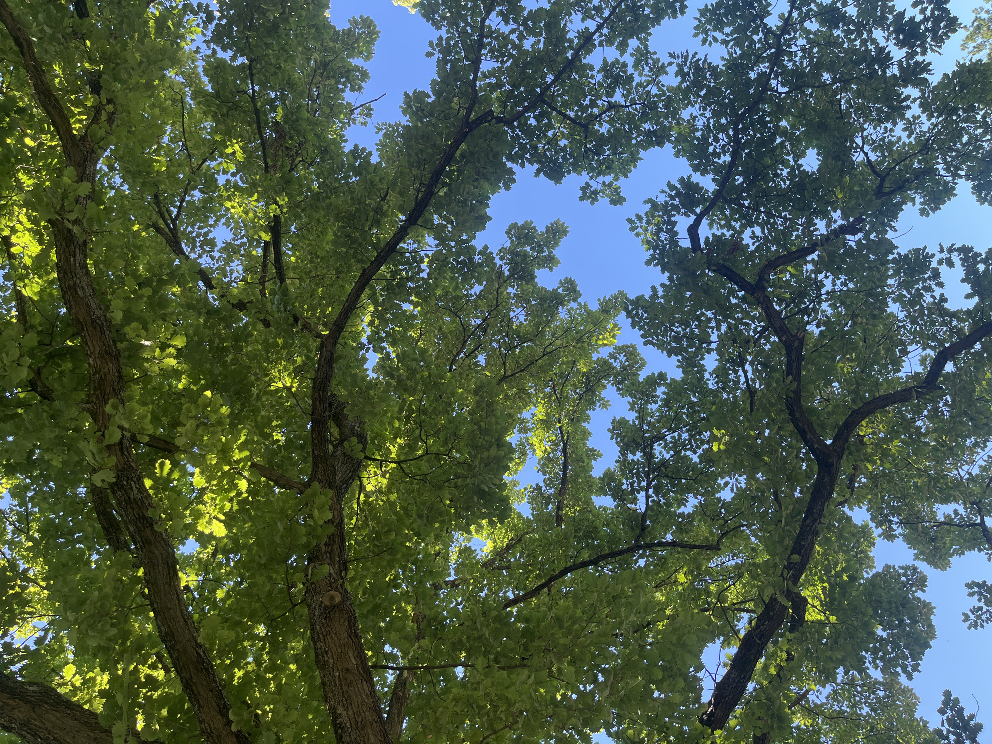 The image depicts a view looking up through the canopy of trees. The leaves are primarily green with some lighter areas where sunlight penetrates. The tree branches are visible against a clear blue sky. There are no people or distinct objects visible beyond the trees and sky. The exact location within Saarbrücken, Germany cannot be determined solely from the image.