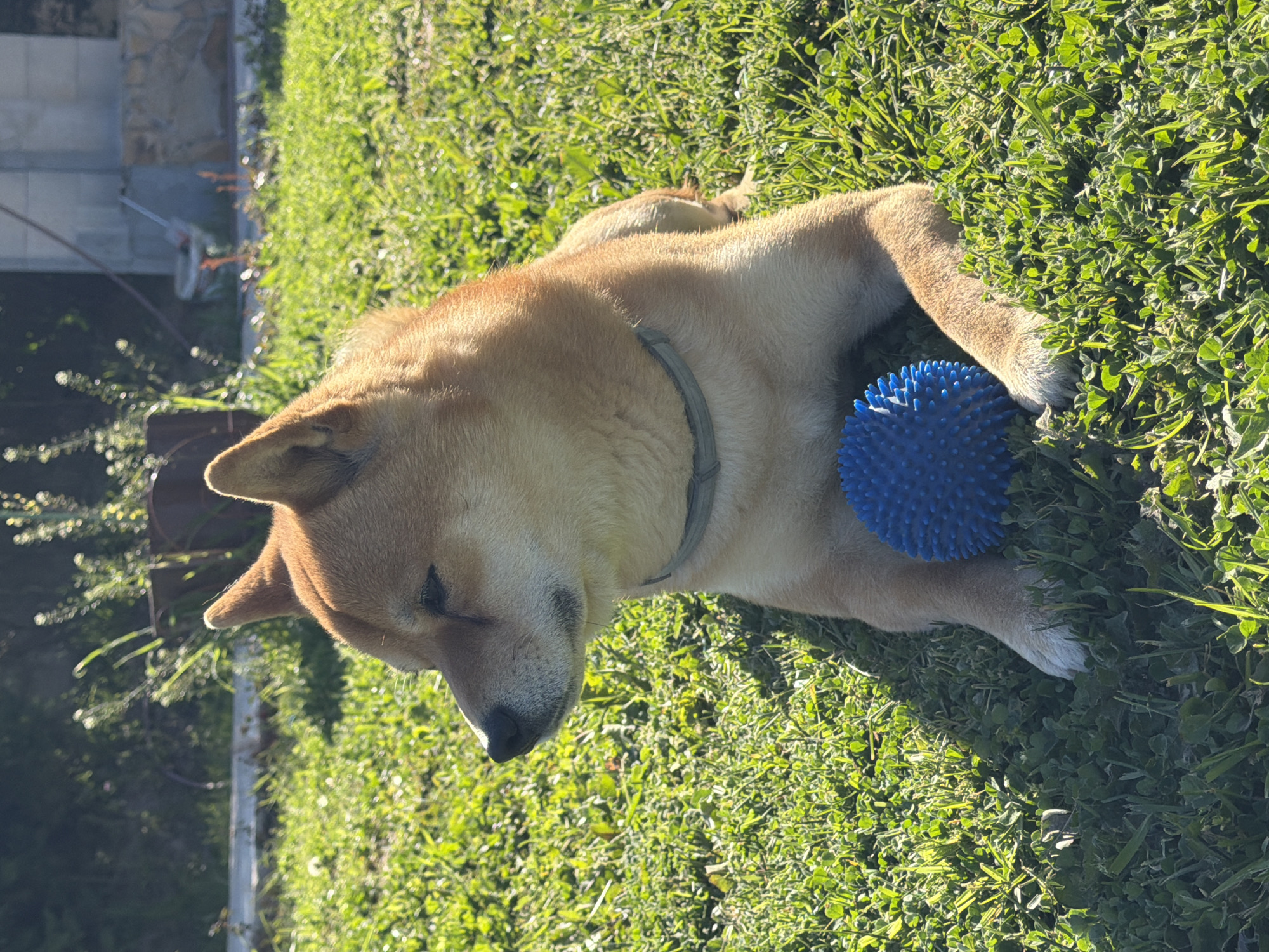 This image captures a peaceful outdoor scene in Priseltsi, Bulgaria, featuring a Shiba Inu dog resting on a vibrant green lawn. The dog, with its characteristic light brown and tan fur and some white markings, is lying comfortably on its side, appearing to be either asleep or deeply relaxed with its eyes closed. It wears a simple grey collar. Adjacent to its front paws is a bright blue, spiky, round ball, suggesting it's a dog toy.
The setting is an expanse of lush green grass and clover, indicating a well-kept garden or yard. The scene is bathed in strong, natural sunlight, which casts clear shadows and brightly illuminates the dog's fur and the individual blades of grass, pointing to a sunny day, likely during late morning or early afternoon. In the background, partially obscured by blur, are hints of a structure with stone elements, possibly a wall or part of a building, along with some dark green vegetation and a slender, light-colored vertical object that could be a post or fence. The overall mood conveyed is one of tranquility and warmth, capturing a moment of serene repose for the animal. There is no visible text in the image.