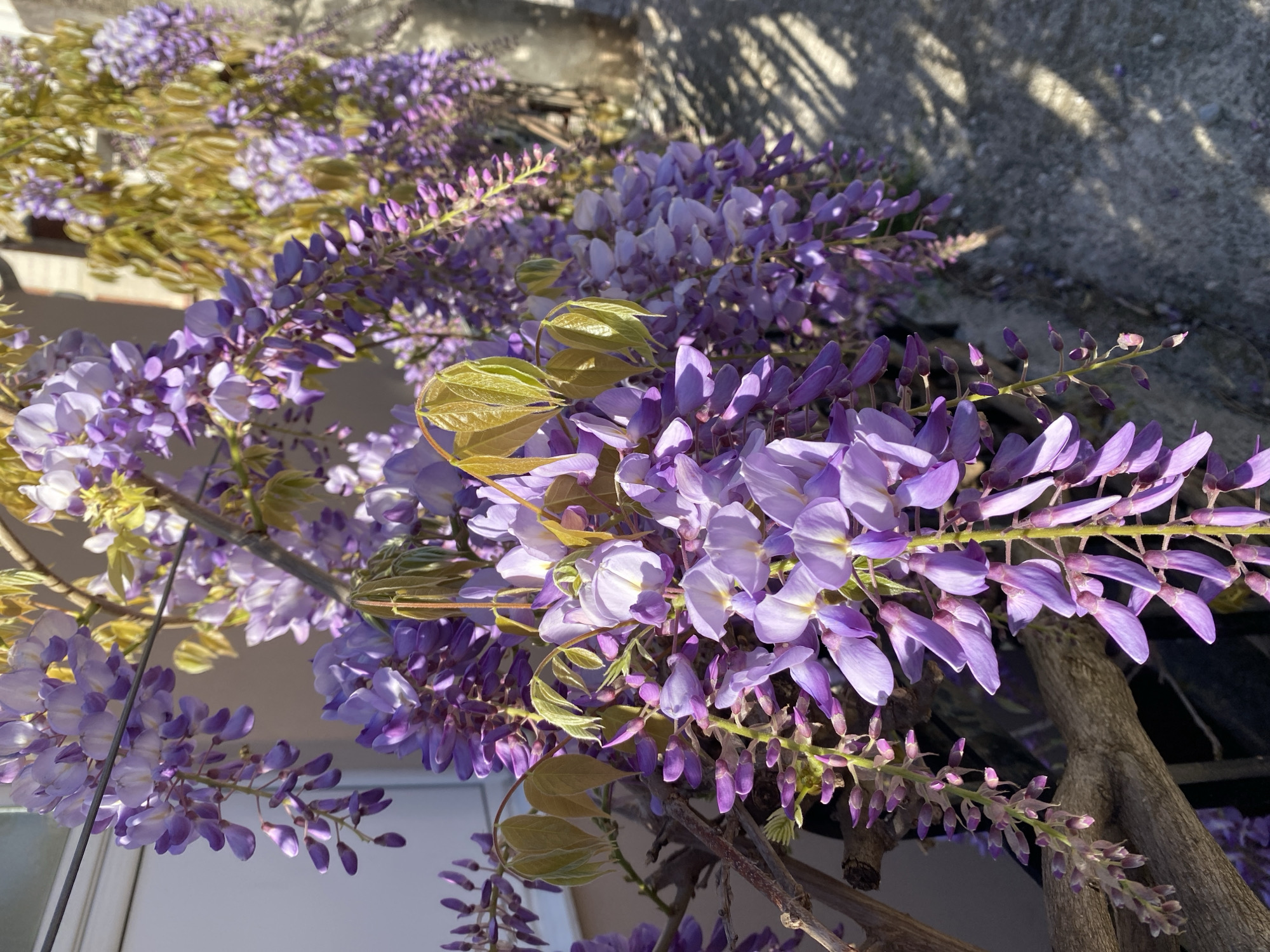 The image depicts blooming wisteria, a climbing, flowering plant known for its fragrant, cascading clusters of purple flowers. The flowers are the primary focus and fill much of the frame. The branches and trunk of the plant are visible, along with some light green and yellow leaves. In the background, there is a section of light grey concrete and shadows of branches or foliage, potentially from a nearby tree. The scene appears to be outdoors, likely in a garden or urban setting. Based on the prompt referencing Budva, Montenegro, it is reasonable to infer that the photograph was taken at a location in that city. However, the specific location is not discernible from the image.