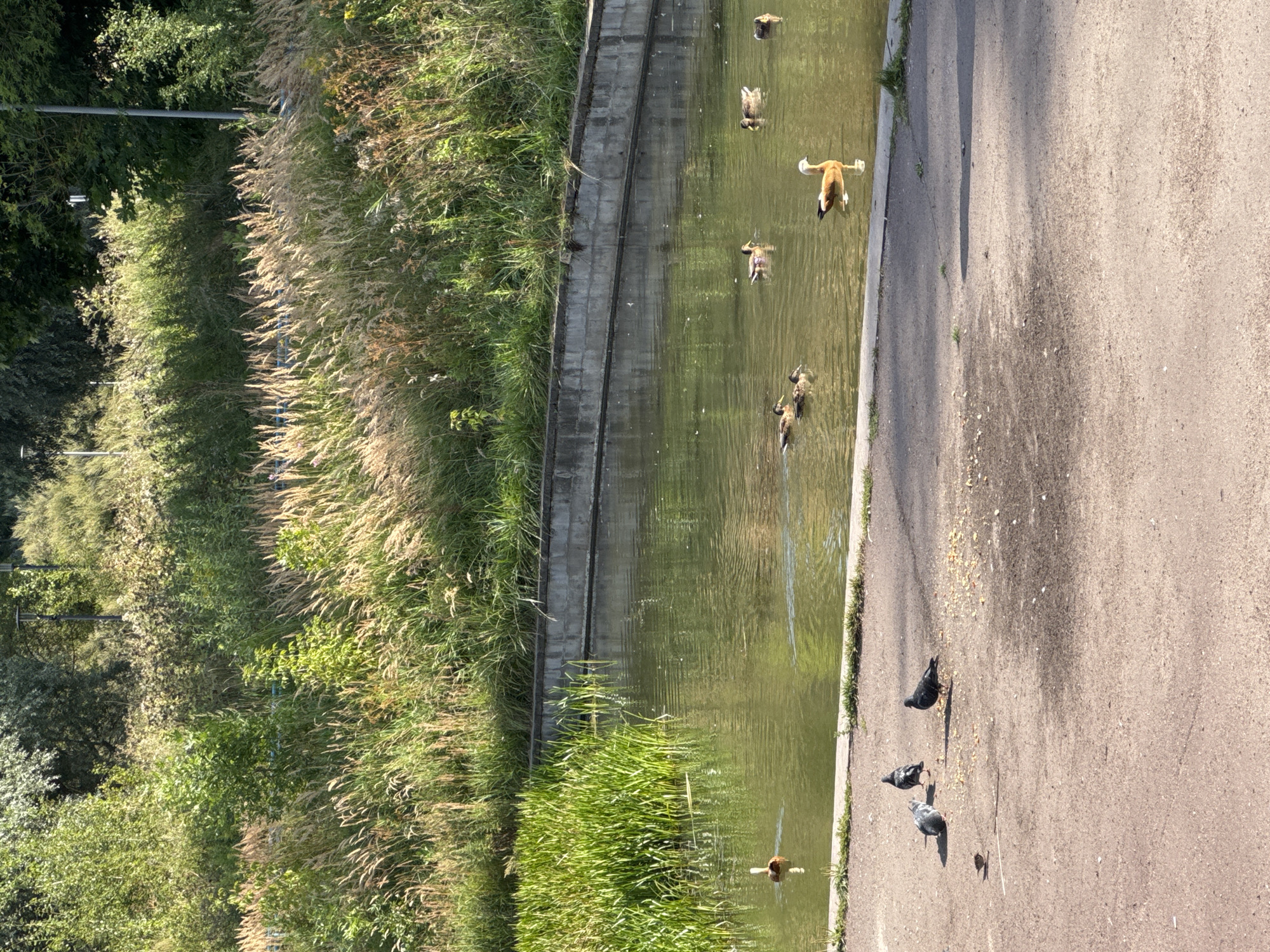 The image depicts a tranquil park scene with a pond. In the pond, several ducks are swimming. One prominent duck is a ruddy shelduck with orange and white plumage. Other ducks, likely mallards, are also present. On the shore of the pond, there are several pigeons foraging on scattered food particles. The background features lush green vegetation and tall grasses, suggesting a natural or semi-natural setting. The overall impression is one of a peaceful day in a public park.