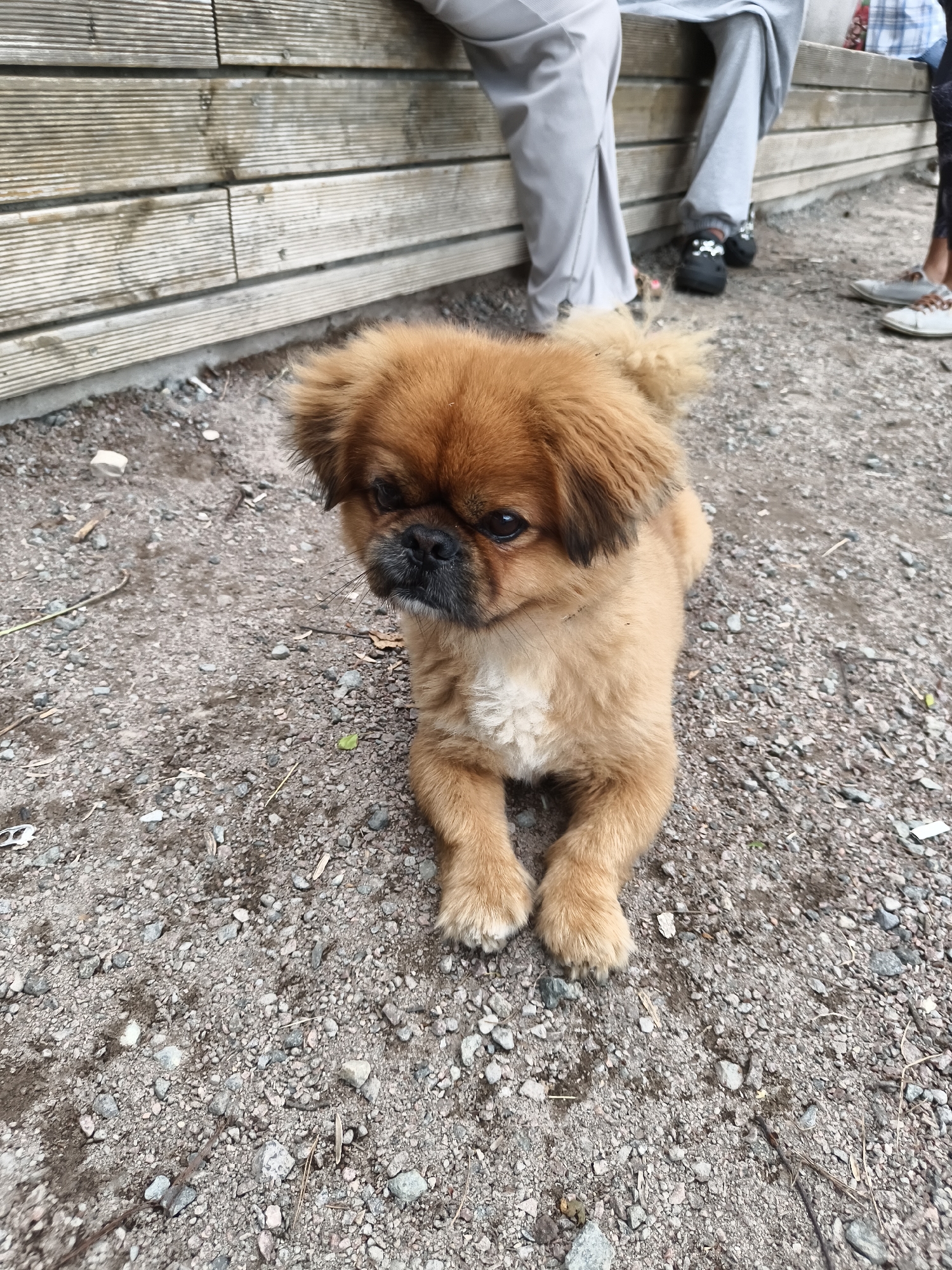 A small, fluffy, tan dog with dark eyes and a black nose is lying on a gravelly surface. The dog's fur is light brown on its body and a darker brown on its head and ears, with some lighter fur around its chest. Its front paws are neatly placed in front of it, and its tail is bushy and curled.
In the background, a wooden bench or deck is visible, made of horizontally laid wooden planks. Part of a person's legs are visible near the bench, wearing light gray pants and dark footwear. Another person's legs, wearing dark pants and a blue and white checkered shirt, are partially visible to the right. The ground appears to be a mix of gravel, dirt, and small stones, with a few scattered leaves and twigs.
The scene suggests an outdoor setting, possibly a park, patio, or garden. The lighting indicates it could be daytime, and the overall atmosphere seems casual and relaxed. There is no visible text in the image. The focus is primarily on the adorable dog, which appears calm and content.
