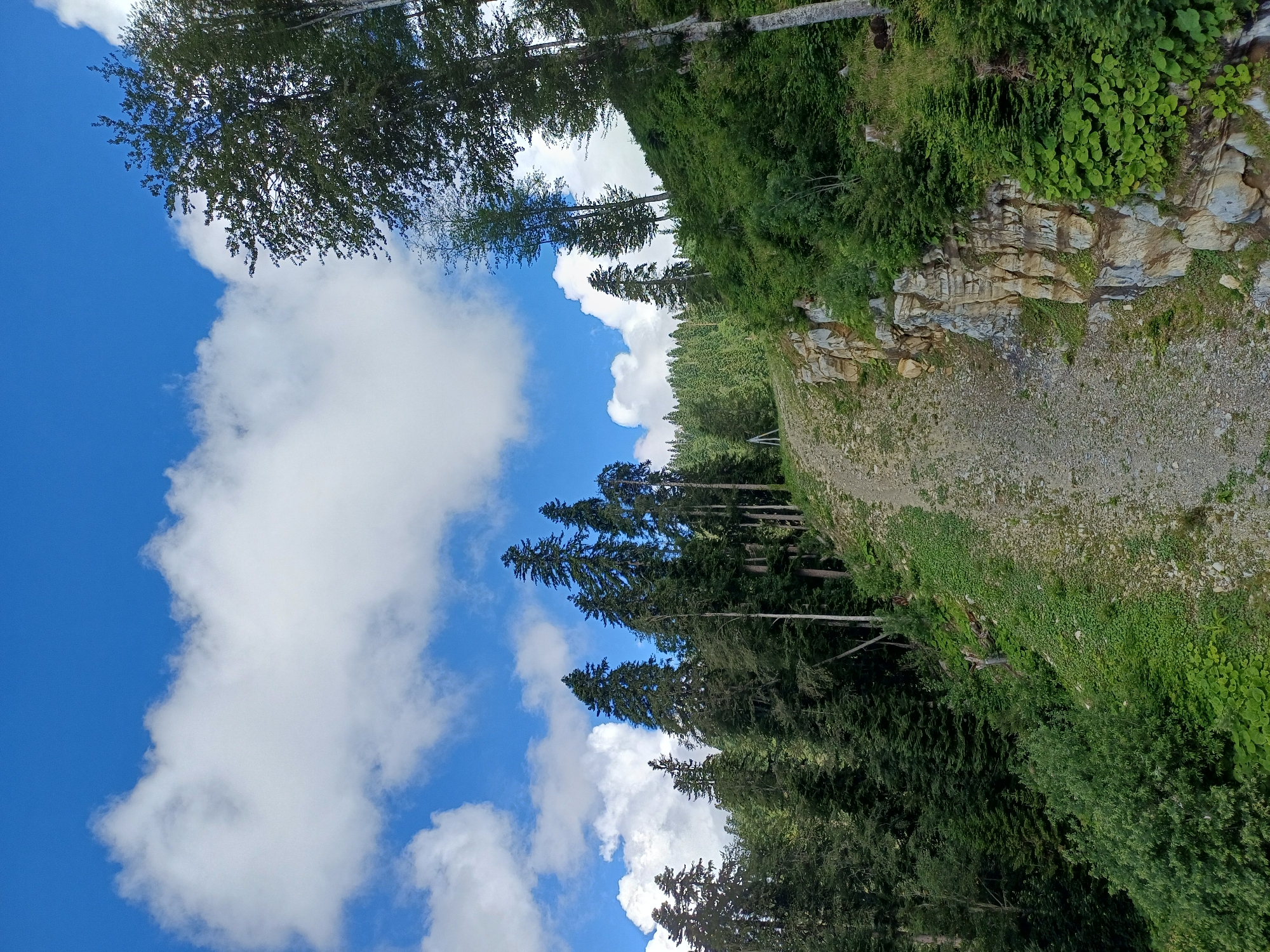 The image depicts a mountainous landscape in Estosadok, Russia, under a bright blue sky filled with fluffy white clouds. A gravel path winds its way up a lush green hillside, bordered by dense coniferous forest. Rocky outcrops are visible on the right side of the path, with vegetation growing from the crevices. The trees are tall and varied, with some deciduous trees interspersed among the pines. The overall scene conveys a sense of natural beauty and tranquility.