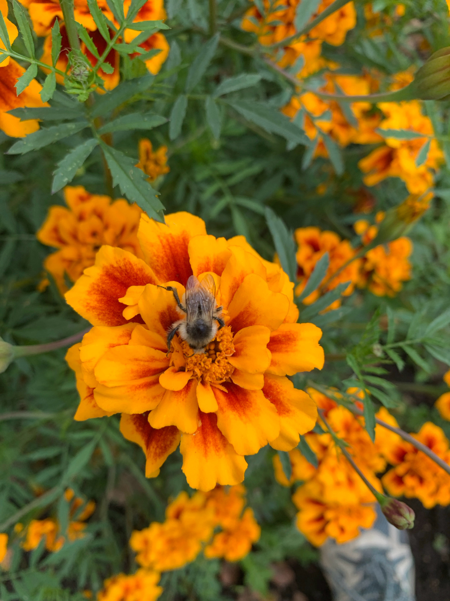 An overhead shot captures a close-up of a bee on an orange and red marigold flower, surrounded by other marigolds and green foliage. The bee, positioned in the center of the marigold, has its wings spread and is facing the camera. The flower petals are vibrant orange with deep red accents. The background is a blur of more orange flowers and green leaves, suggesting a garden setting. The image quality is sharp, allowing for detailed observation of the bee's fuzzy body and delicate wings. The location is Novostroika, Russia.