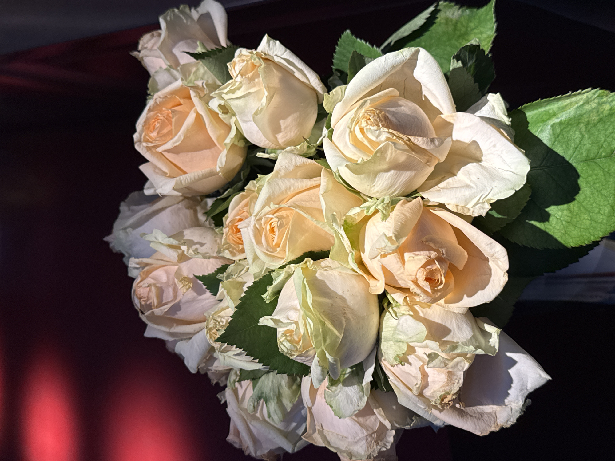 A close-up, high-angle shot captures a bouquet of roses in a state of slight decay. The flowers, predominantly peach and white in color, are bunched together with green leaves interspersed amongst them. The petals show signs of wilting and browning at the edges. The arrangement sits on a surface, a glossy dark maroon, with some reddish reflections. The location and city of Yerevan, Armenia are not discernible from the visual information provided.