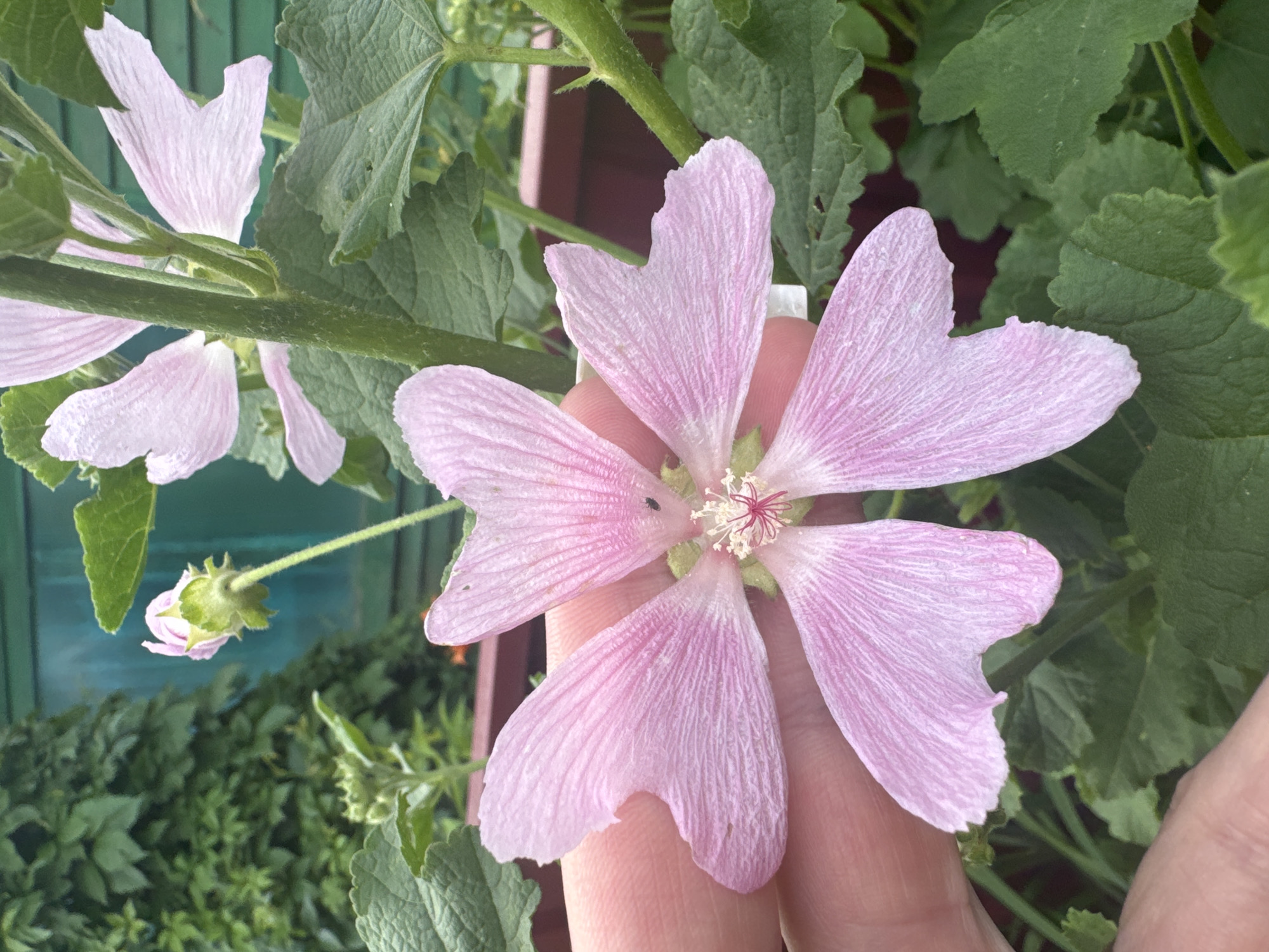 A close-up, eye-level shot focuses on a pale pink mallow flower with five notched petals, held in the foreground by a person's left hand. The flower is centrally located, with delicate veins visible on its petals and a cluster of stamens in its center. A tiny black insect is perched on one of the petals. The background features lush green foliage, a partially visible green wooden fence, and a hint of a red planter. The overall scene depicts a garden setting in Chastyye, Russia.