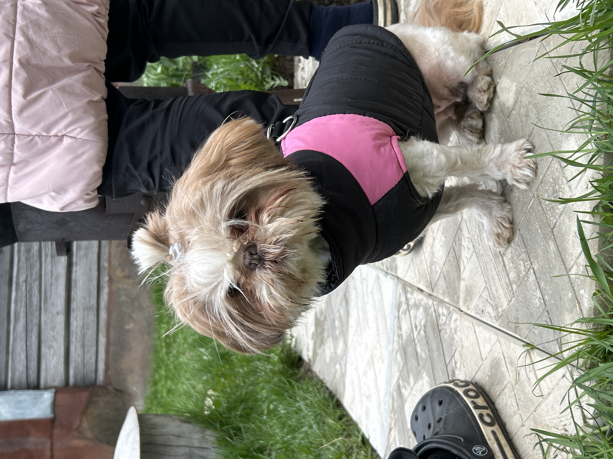 A Shih Tzu dog wearing a pink and black jacket stands on a tiled surface beside green grass. A person with a pink puffer jacket, black pants, and blue socks sits nearby. Black Crocs rest on the tiled surface. The location appears to be outdoors, near a wooden structure. The image was taken in Meshchovsk, Russia.