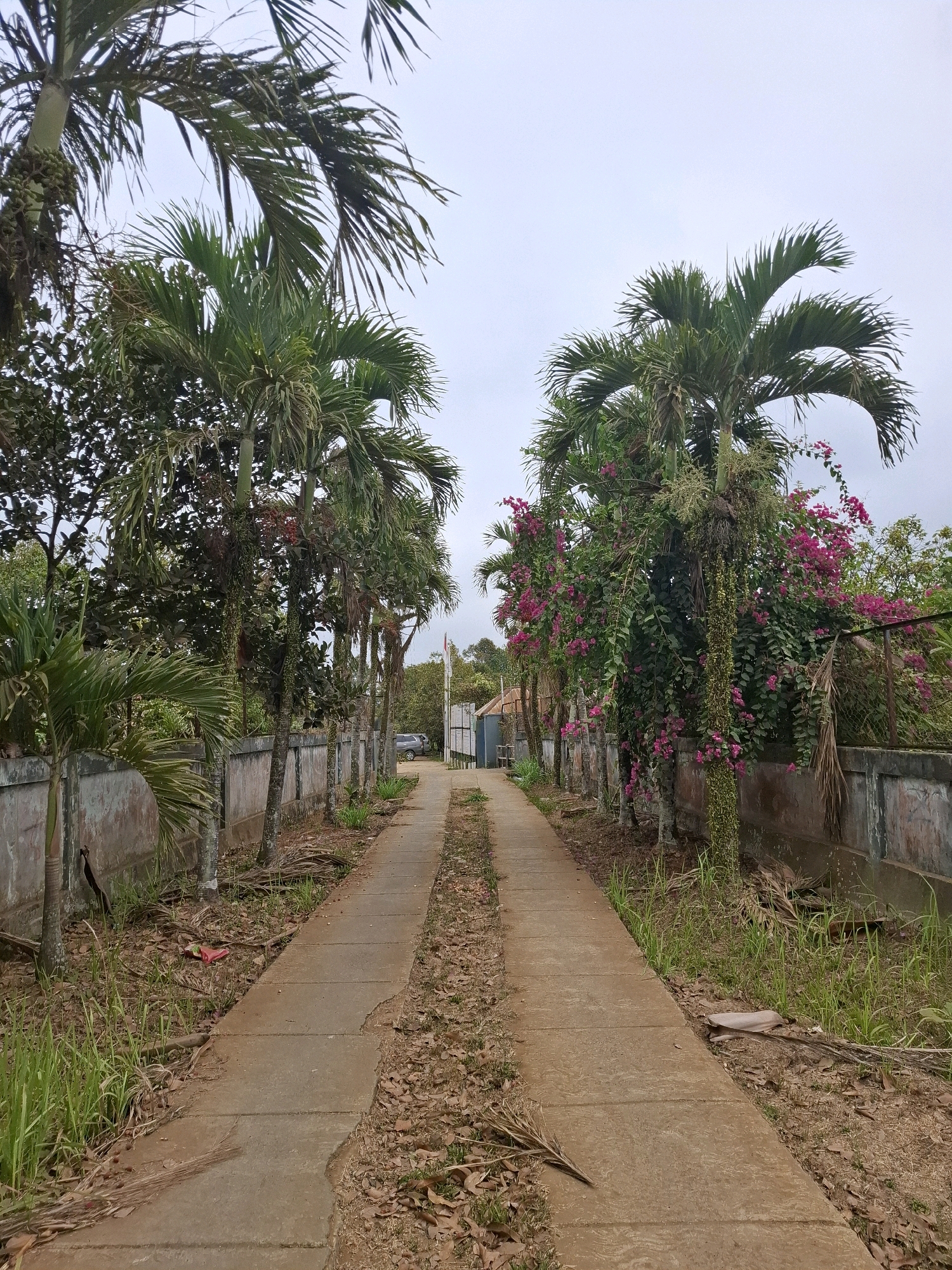 A concrete pathway, overgrown with grass and fallen leaves, leads through a pair of mature palm trees. The pathway is flanked by a low concrete wall on either side, with the left wall appearing weathered and cracked. Beyond the walls, dense vegetation with some flowering pink plants can be seen. A silver car is parked further down the path, near what appears to be a gateway or entrance. In the background, a white flag on a pole is visible. The sky is overcast. The scene is set in Kutasirna, Indonesia.