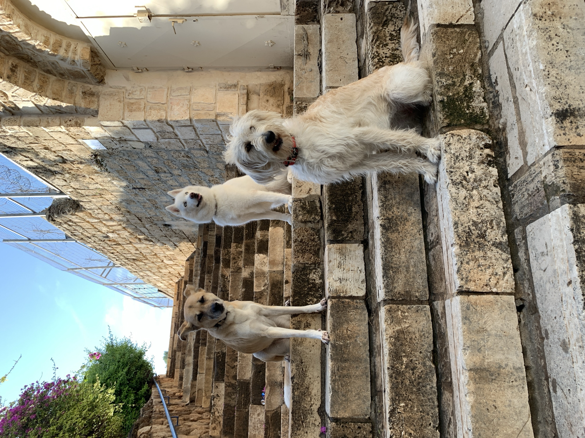 The image displays three dogs situated on an ascending outdoor stone staircase in Old Jaffa, Tel Aviv, Israel.
In the foreground, on a lower step to the right, a medium-sized, cream-colored, shaggy-haired dog wearing a red collar sits, facing slightly right with its mouth partially open. On a higher step in the center-right, a white-furred dog, characterized by blue eyes and a light-colored collar, sits with its mouth open, facing slightly upwards and right. Further up the stairs to the left, a medium-sized, short-haired, light brown/tan dog with a dark collar sits, facing the viewer. A small, white, possibly discarded item is visible on the step behind the left-most dog.
The staircase is constructed from irregular, light-colored stone blocks, showing signs of wear and localized dark discoloration. To the left of the stairs, dense green foliage adorned with vibrant purple bougainvillea flowers is present, along with a dark metal handrail extending upwards. To the right, a robust wall built of light-colored, irregular stone blocks borders the stairs. Above this wall, a metal fence topped with barbed wire is visible against a clear blue sky. An arched stone doorway, crafted from similar material as the wall, leads to a light-colored double door with embossed decorative patterns and a simple metal handle/lock mechanism. The scene is brightly illuminated by natural sunlight, casting defined shadows on the steps and architectural features.