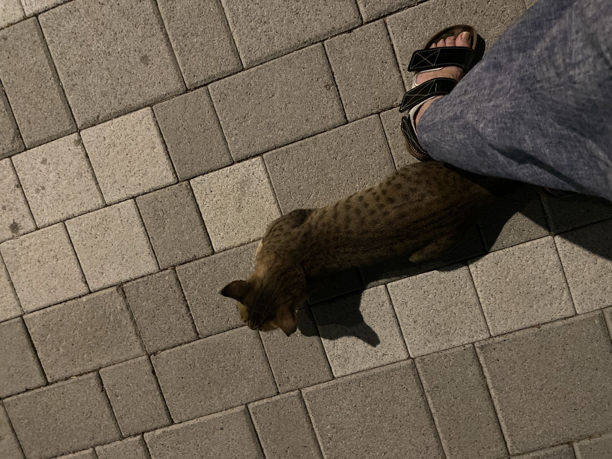 A medium shot from a high angle shows a brown tabby cat sitting on a stone-tiled sidewalk next to a person's leg wearing blue pants and sandals. The cat is facing left, with its head down and ears back. The person's leg is bent at the knee, with their right foot resting on a sandal. The sidewalk is made of rectangular stone tiles of varying shades of gray and beige, arranged in a grid pattern. The scene is lit by artificial light, casting shadows on the sidewalk. The location is Deira, United Arab Emirates.