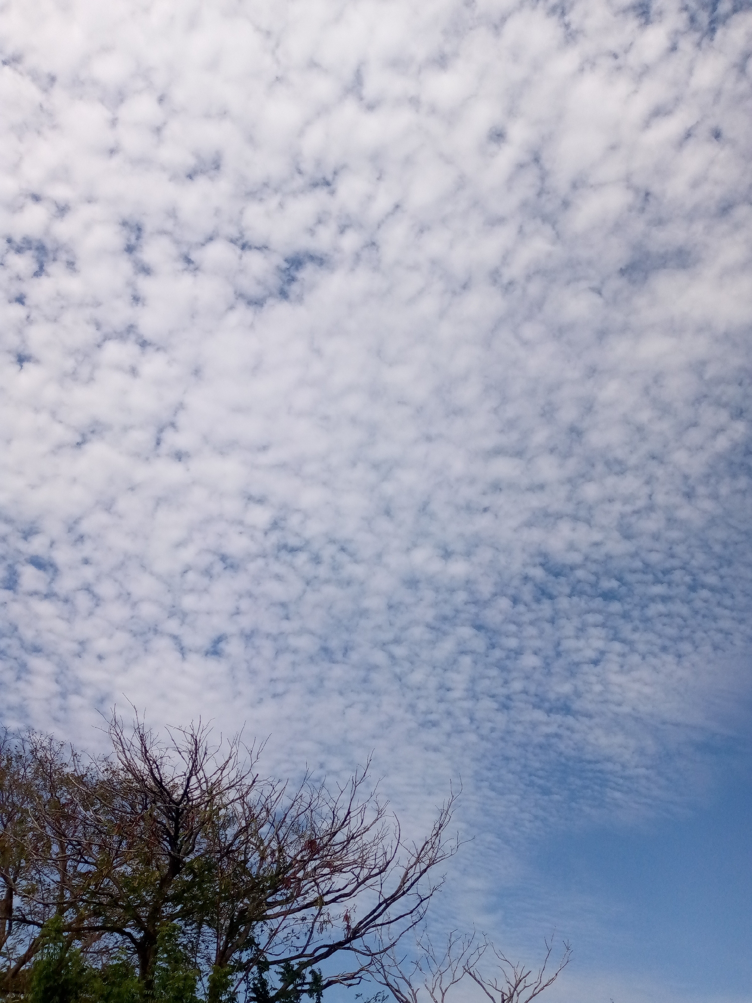 The image depicts a bright, daytime sky above what is likely Juan Griego, Venezuela, filled with numerous small, white, puffy clouds resembling altocumulus or cirrocumulus formations covering most of the frame. The clouds gradually transition into clear blue sky in the lower right corner. A tree with predominantly bare branches mixed with green leaves is visible in the lower left portion of the image, extending slightly upwards and to the right. Other trees with bare branches are seen on the lower right. The overall composition emphasizes the sky and the clouds, providing a view from ground level.