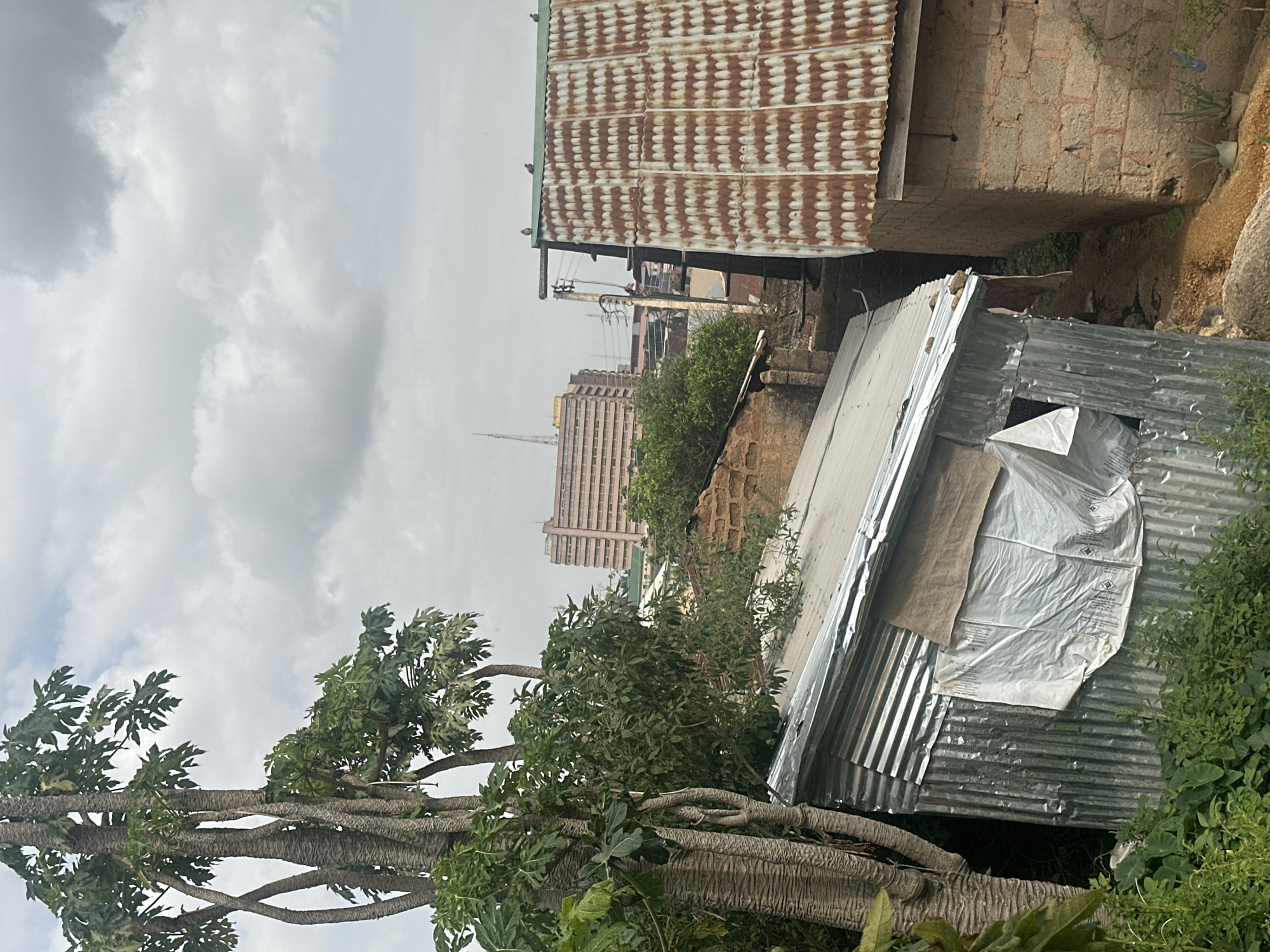 In Jos, Nigeria, a cluster of structures is captured under an overcast sky. On the left, a large, multi-trunked tree with textured bark dominates the foreground, its lush green foliage partially obscuring a corrugated metal shack. This shack, constructed with various sheets of corrugated metal, displays a haphazard assembly with a piece of white tarp attached to its side. Adjacent to it, a smaller, simpler structure with a corrugated metal roof is visible. To the right, a more substantial building constructed from concrete blocks stands, topped with a rusted corrugated metal roof, on which three birds are perched. In the background, a multi-story building with a light-colored facade and numerous windows is visible, suggesting an urban environment. Electrical wires and poles are also present in the middle ground. The terrain appears somewhat uneven, with scattered rocks and patches of vegetation.