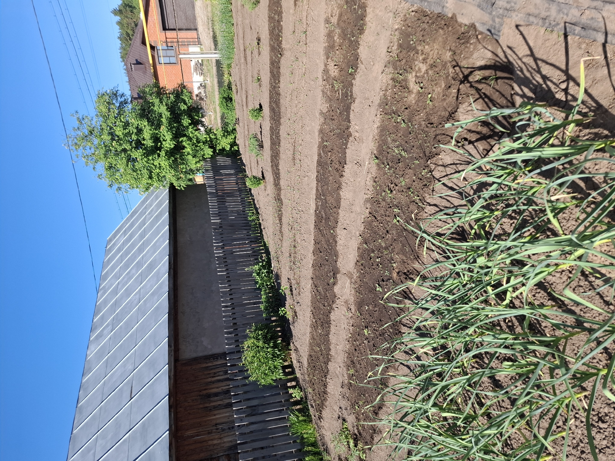 The image shows a garden in a residential area, likely in the vicinity of Амзя, Russia based on the request. A plowed garden plot with distinct rows is visible, with some rows showing young seedlings or recently planted crops. A patch of green, possibly onions or a similar crop, is present in the foreground. To the left of the garden is a fence and a shed-like structure with a corrugated metal roof. In the background, there is a two-story brick house with a brown roof partially visible behind a green tree. Above is a clear blue sky. Overhead electrical lines stretch across the sky.