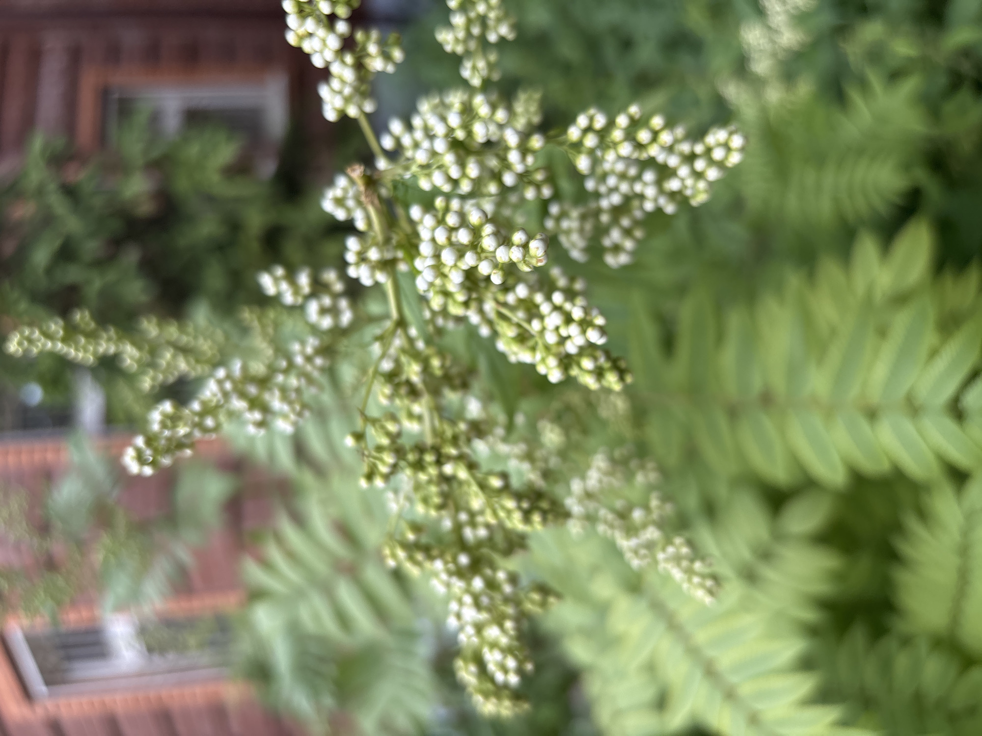 This is a close-up, vertical, eye-level shot of a flowering plant with clusters of small, white buds. The plant is in focus in the foreground, with its delicate branches and numerous tiny spherical buds clearly visible. The background is soft and out of focus, showing a brick building with windows and some evergreen trees. The overall lighting is natural and diffused, suggesting an outdoor setting. The scene evokes a sense of nature in an urban environment. It is highly probable that this image was taken in Kazan, Russia, a city known for its blend of historical architecture and green spaces.