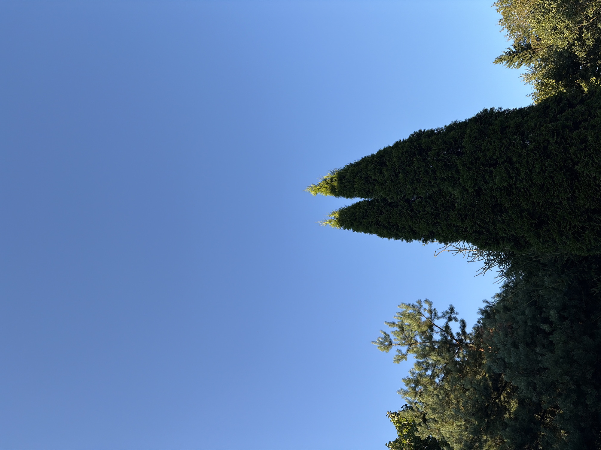 The image depicts a clear, bright blue sky over a dense cluster of various evergreen trees. The trees are predominantly dark green and appear to be located in a natural or semi-natural setting, possibly a park or a wooded area within the city of Финская деревня Кп, Russia. The sunlight illuminates the upper portions of some of the trees, highlighting their textures and shapes. The composition emphasizes the vastness of the sky against the organic forms of the trees.