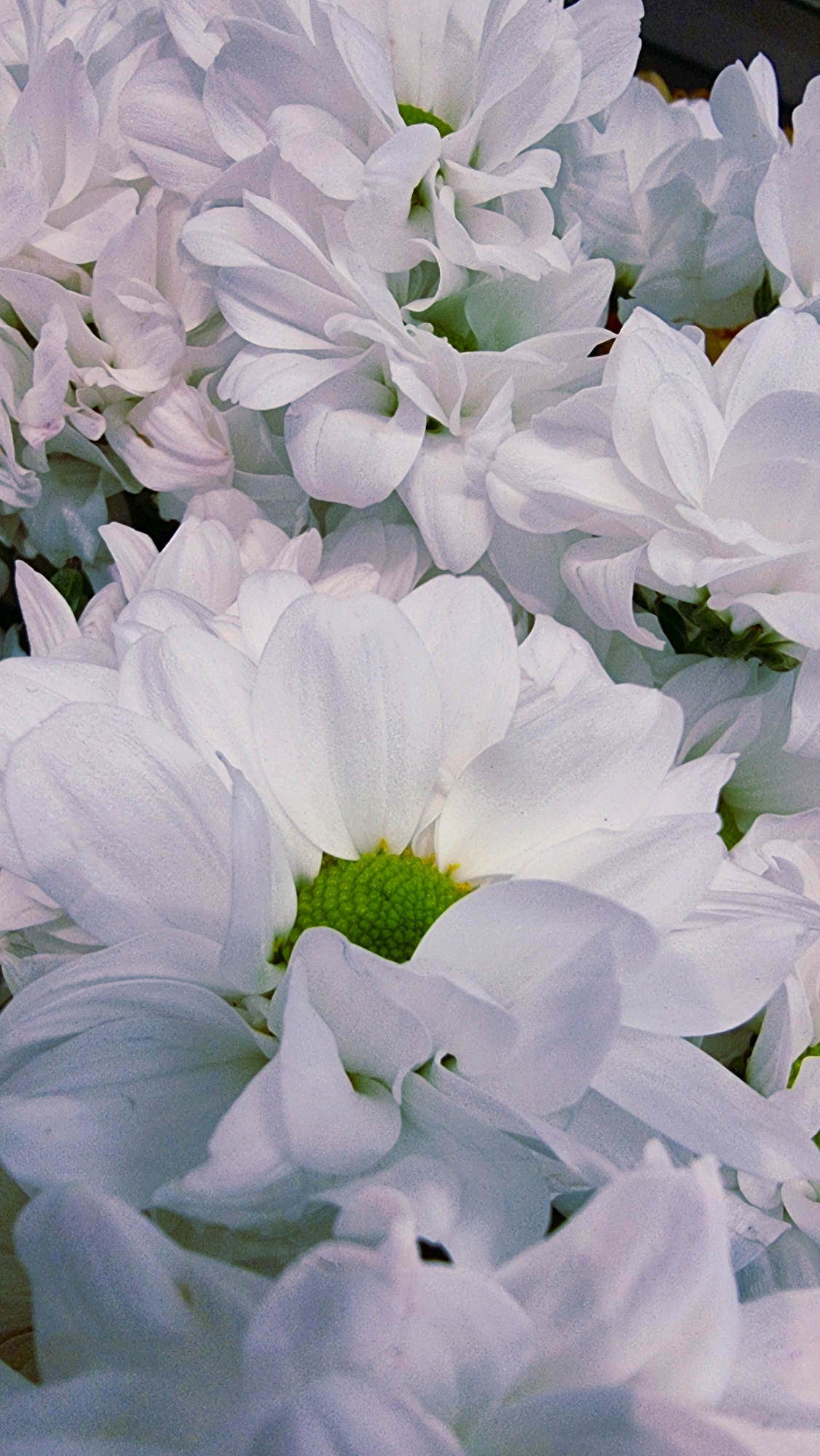 A close-up, vertical shot captures a cluster of white chrysanthemums, their petals delicate and layered, creating a soft, ethereal effect. The center of the flowers features a vibrant green pistil, providing a stark contrast to the pure white of the petals. The lighting is soft, casting subtle shadows that highlight the textures and contours of the blooms. The background is blurred, with hints of darker tones and possibly other flowers, focusing the viewer's attention solely on the white chrysanthemums. The image is likely taken in a natural setting, perhaps a garden or a flower market, with the city of Olot, Spain, being a potential backdrop given its known appreciation for floral displays.