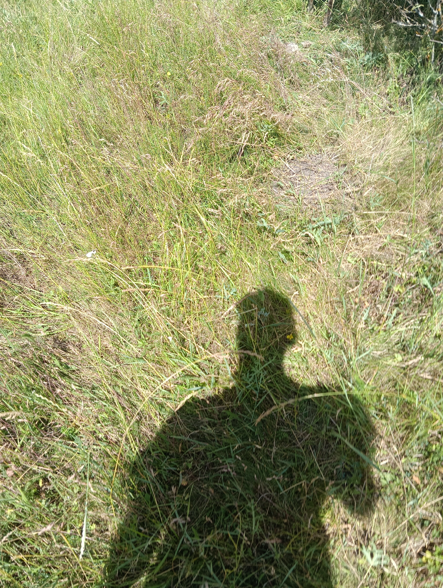 A person's shadow is cast on a patch of dry grass and weeds. The shadow is that of a person standing, with a clear outline of the head and shoulders. A small yellow flower is visible within the shadow, near the head. The background consists of uneven ground covered in green and brown vegetation, with some patches of bare earth. The lighting suggests it is daytime, likely outdoors in a natural or unkempt area.