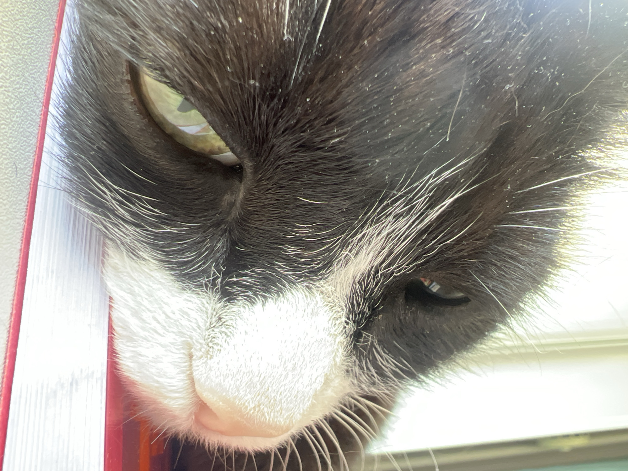 A close-up, eye-level, over-the-shoulder shot shows the face of a black and white cat lying on a red book. The cat's head is angled downwards and to the right. The cat's left eye is visible, with a green iris. The cat's nose and mouth area are also visible, with white fur. The background is out of focus and appears to be a window with light streaming through it. The image was taken in Novosibirsk, Russia.