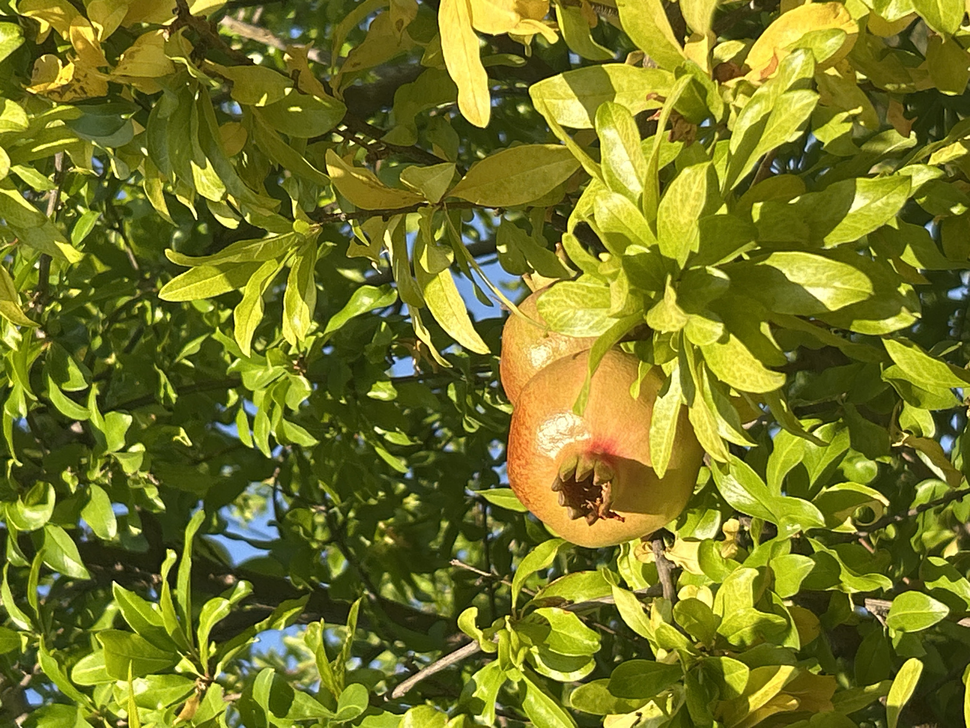Two pomegranates, one in focus and another slightly out of focus, are visible on a tree branch, nestled amongst lush green and yellowing leaves. The pomegranates have a reddish-orange hue. The background reveals glimpses of the sky. The image appears to be taken in Zambratija, Croatia, suggesting an outdoor, natural setting.