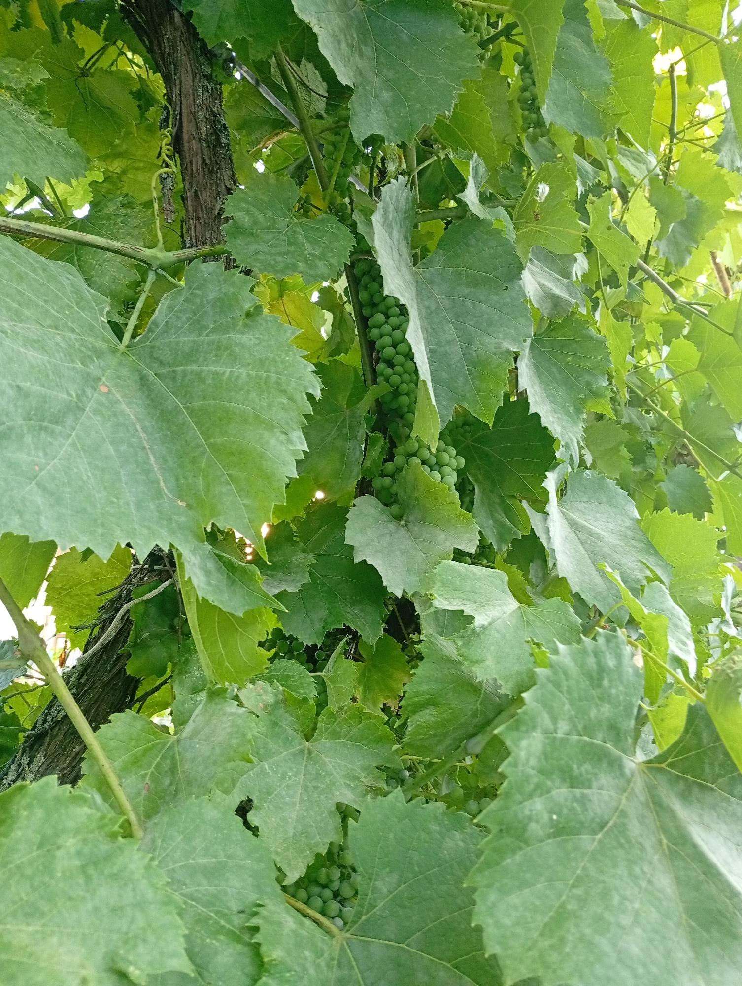 In the village of Pănășești, Moldova, a close-up shot captures the lush greenery of a grape vine. The image focuses on a thick, textured vine trunk, partially obscured by large, vibrant green grape leaves. Tendrils of the vine curl around the trunk, adding to the organic feel of the scene. Clusters of small, unripe green grapes hang from the branches, nestled amongst the foliage. The sunlight filters through the leaves, creating dappled light and highlighting the veins on the leaves. The overall impression is one of natural abundance and the early stages of fruit development.